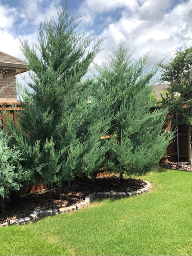 Burkii Juniper, Eastern Red Cedar