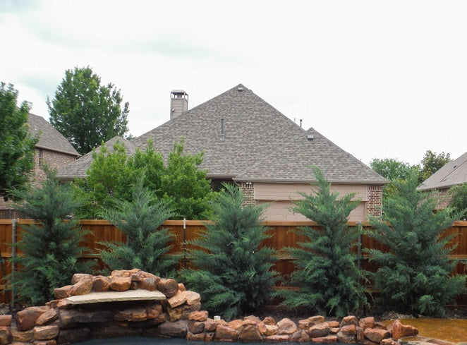 Burkii Juniper, Eastern Red Cedar