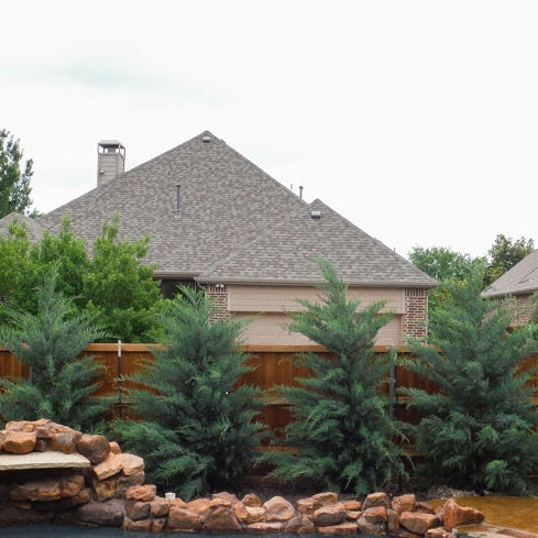 Burkii Eastern Red Cedar, Columnar Tree for Accent and Privacy,