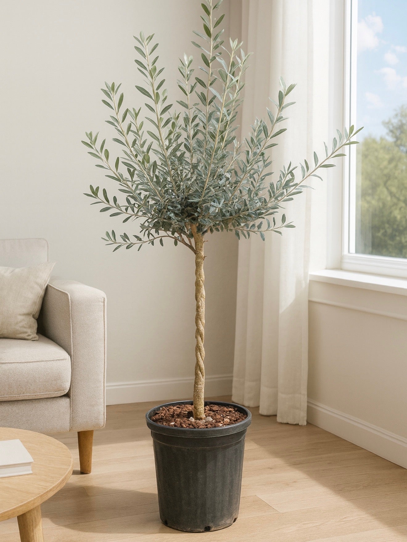 olive plant indoor Explore Arbequina Braided Olive Tree Olea Europaea