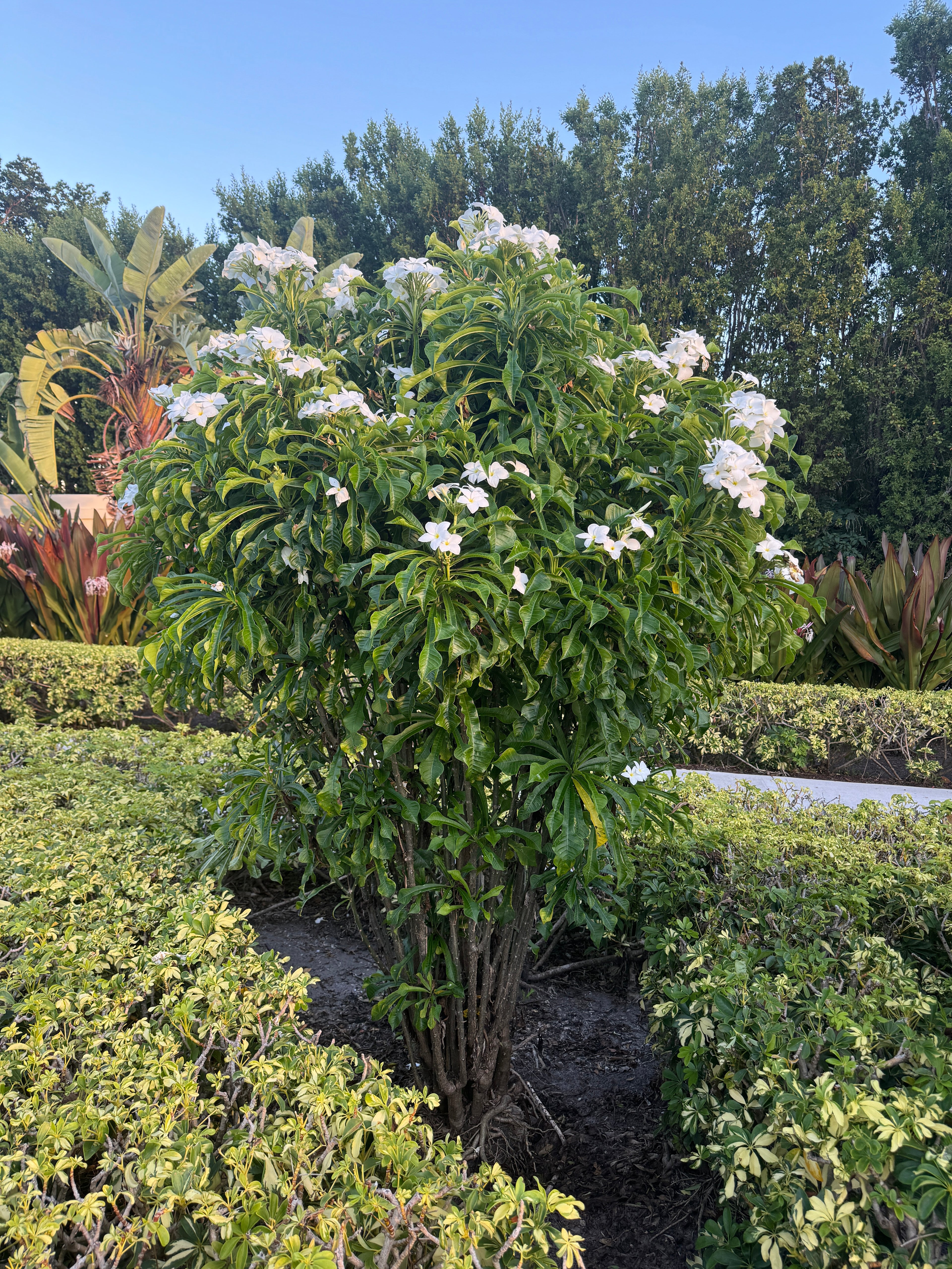 Bridal Bouquet Plumeria White Flowering Tree