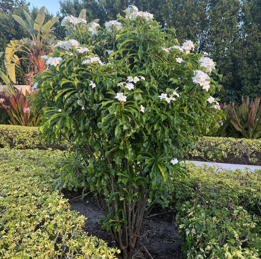 Mature Bridal Bouquet Plumeria White Flowering Tree, featuring a magnificent, multi-trunked canopy of lush, elongated glossy green foliage heavily adorned with elegant clusters of delicate white blooms, growing prominently in a beautifully landscaped outdoor garden setting surrounded by manicured low hedges next to a paved walkway, ideal as a stunning tropical focal point and grand landscape feature.