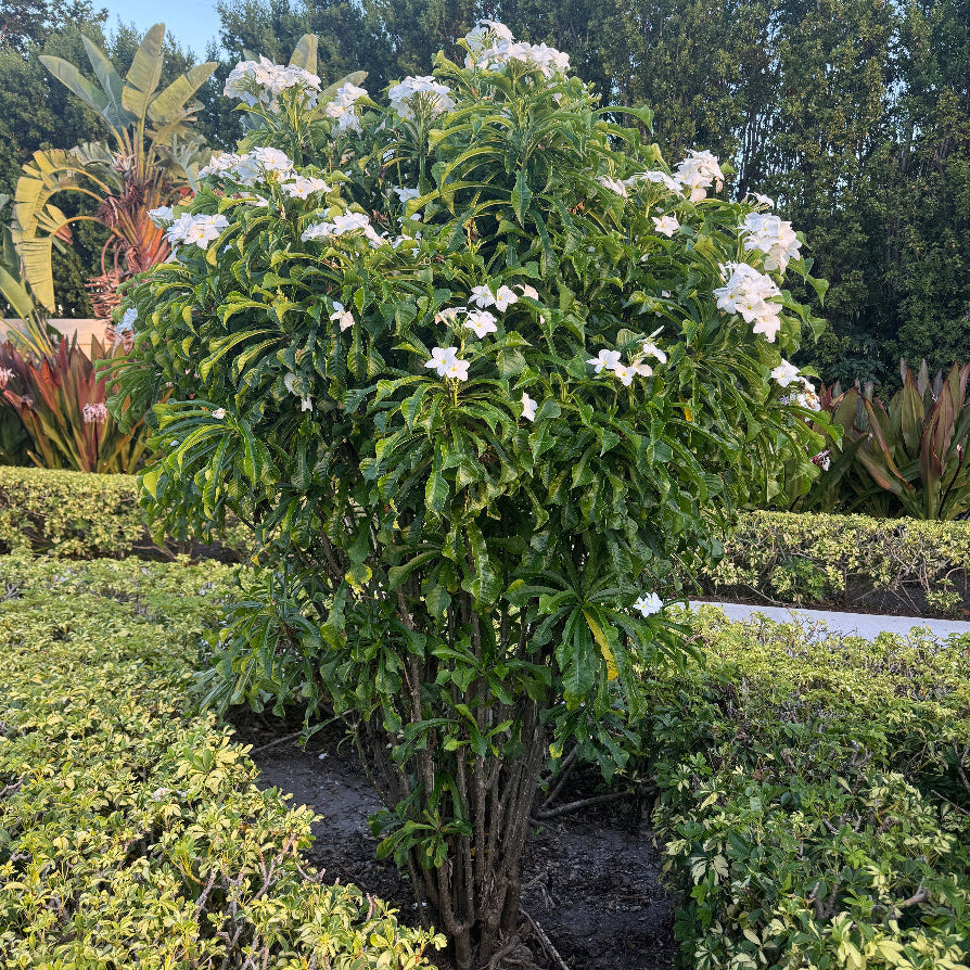 Mature Bridal Bouquet Plumeria White Flowering Tree, featuring a magnificent, multi-trunked canopy of lush, elongated glossy green foliage heavily adorned with elegant clusters of delicate white blooms, growing prominently in a beautifully landscaped outdoor garden setting surrounded by manicured low hedges next to a paved walkway, ideal as a stunning tropical focal point and grand landscape feature.