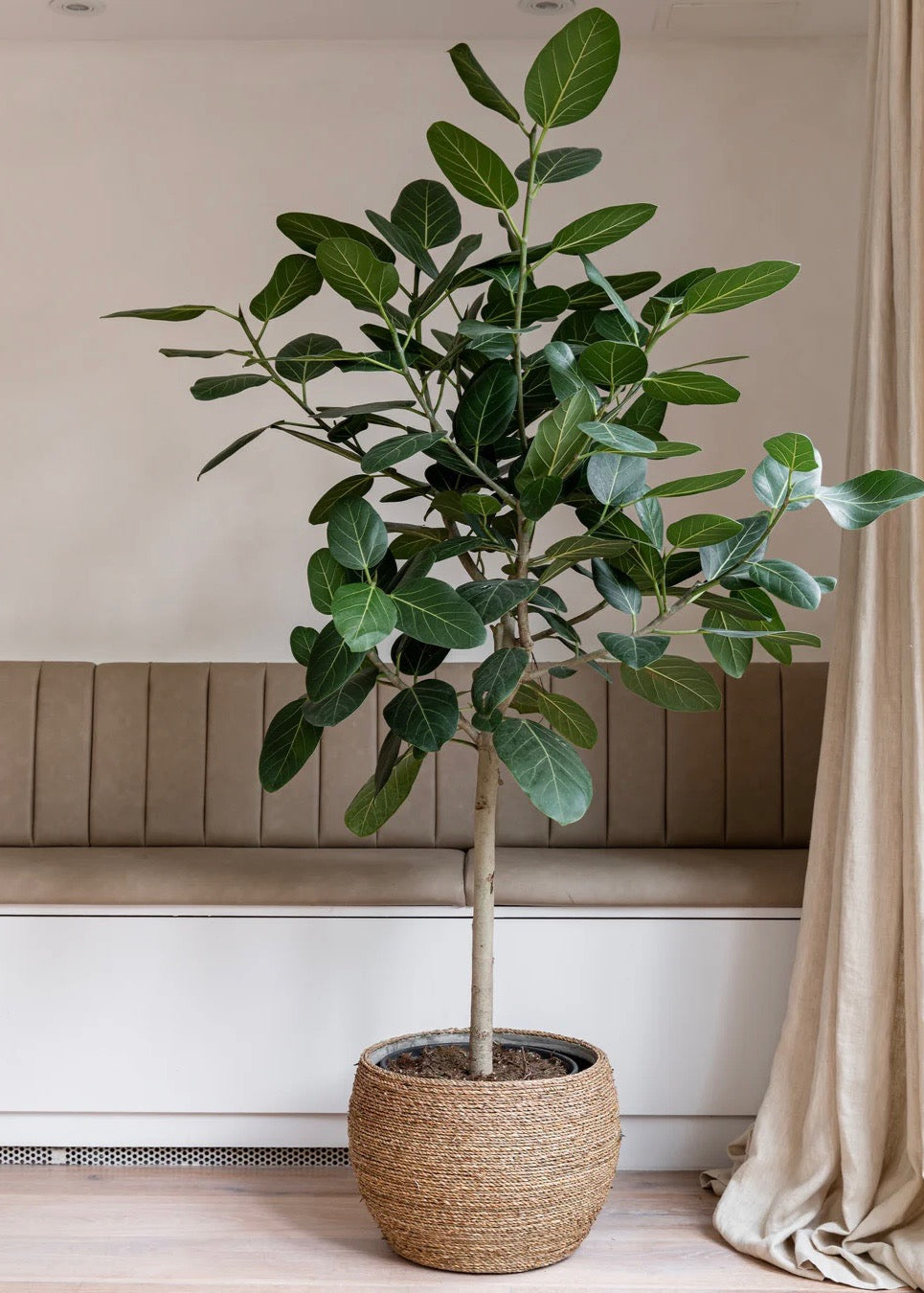Shop Our Ficus Audrey Tree - Bengal Tree | Eureka Farms