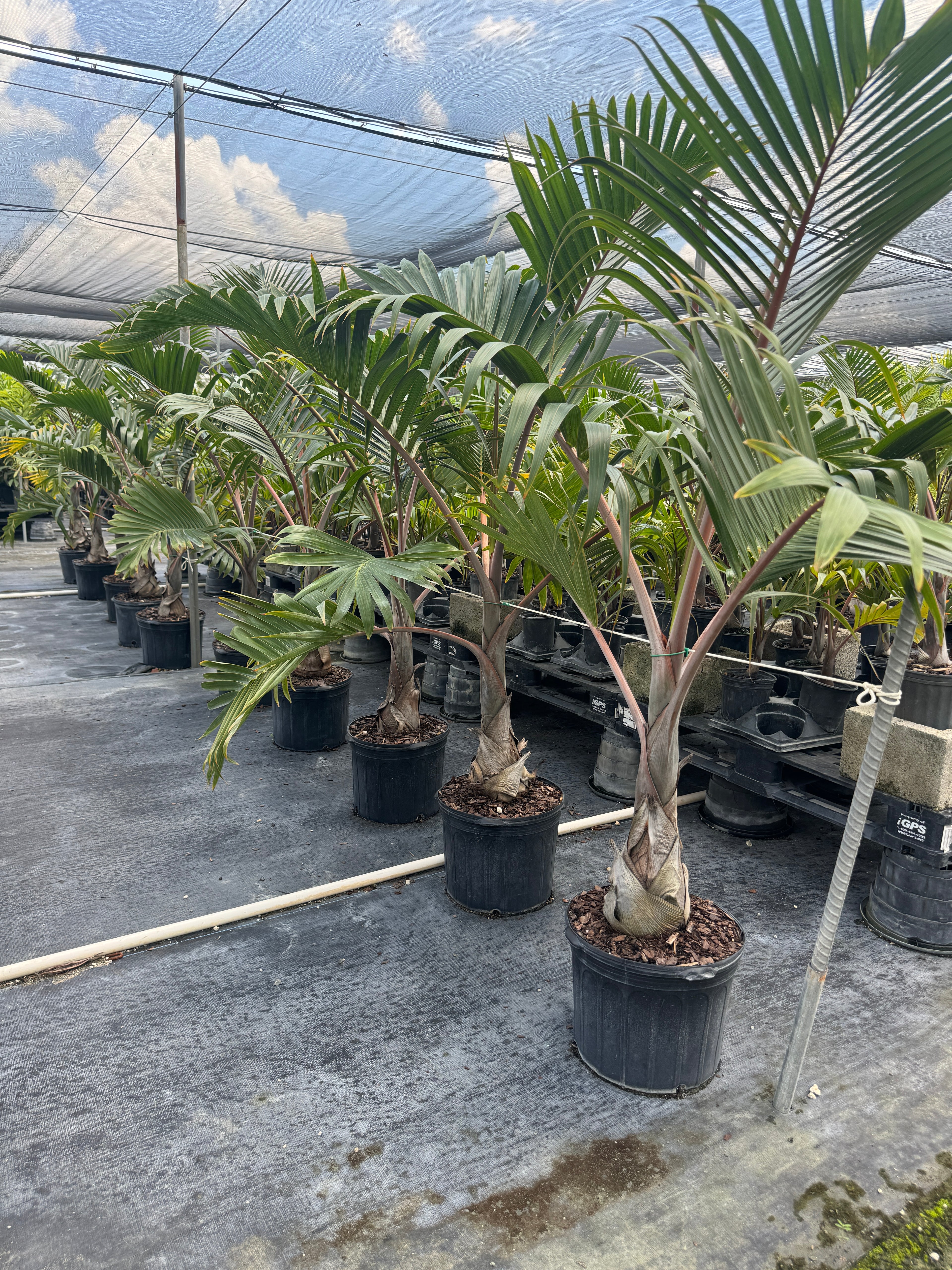 Bottle Palm, Hyophorbe lagenicaulis
