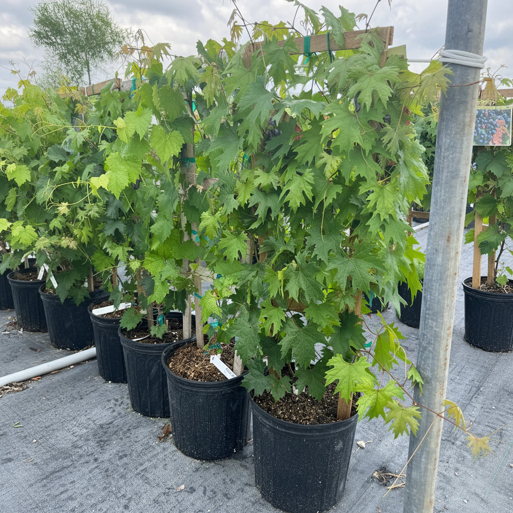 A row of potted Muscadine Carlos Grape vines (Muscadinia vitis rotundifolia) in black nursery pots, each supported by a wooden trellis, growing in an outdoor nursery.