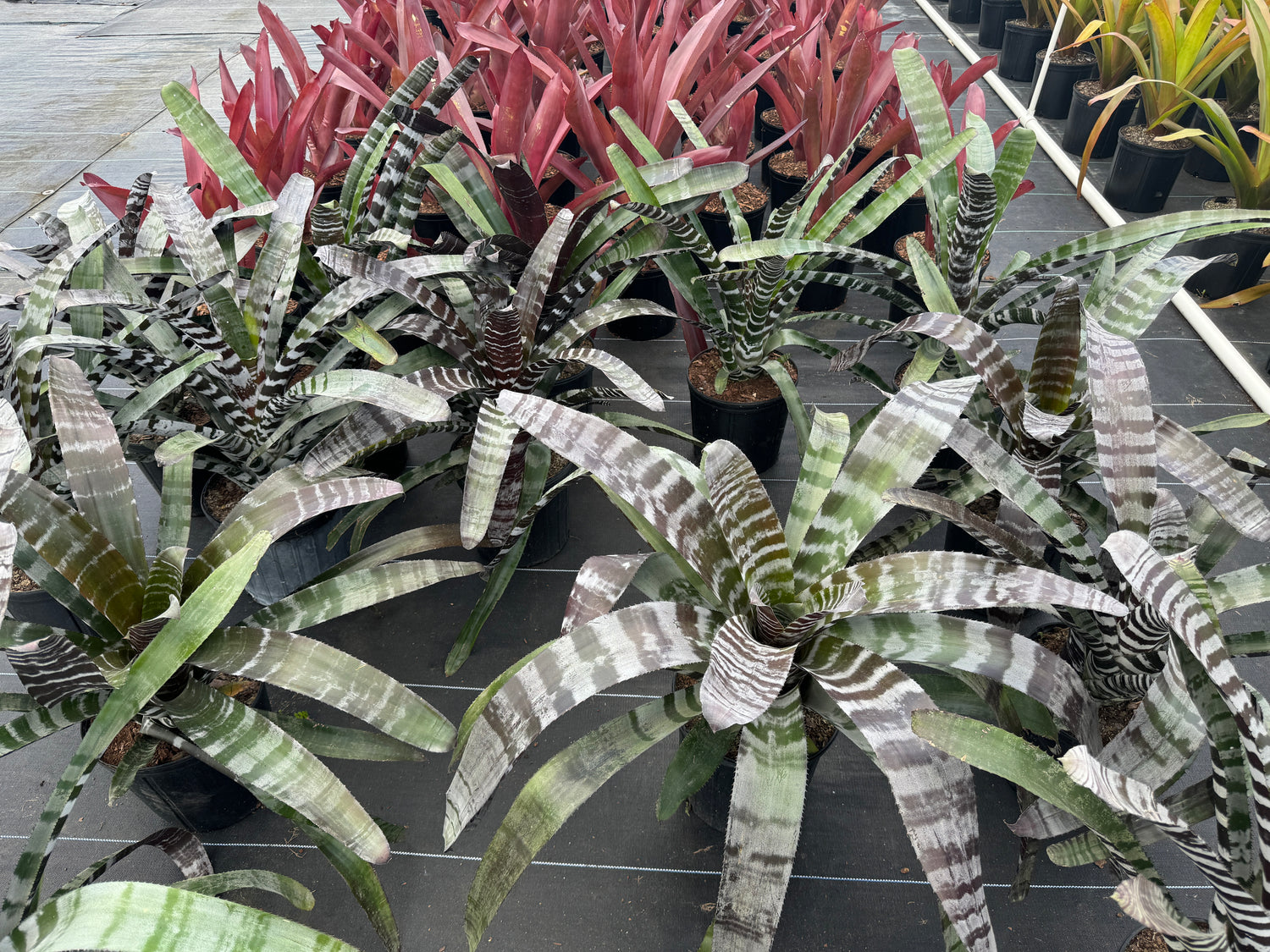 Bromeliad Aechmea Chantinii &