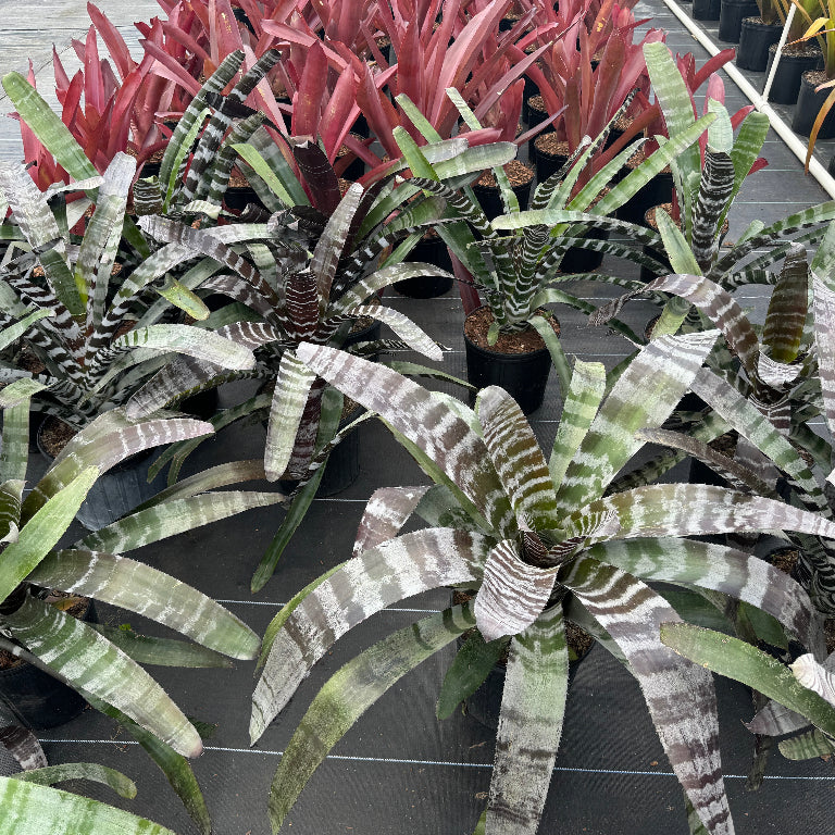 Bromeliad Aechmea Chantinii &