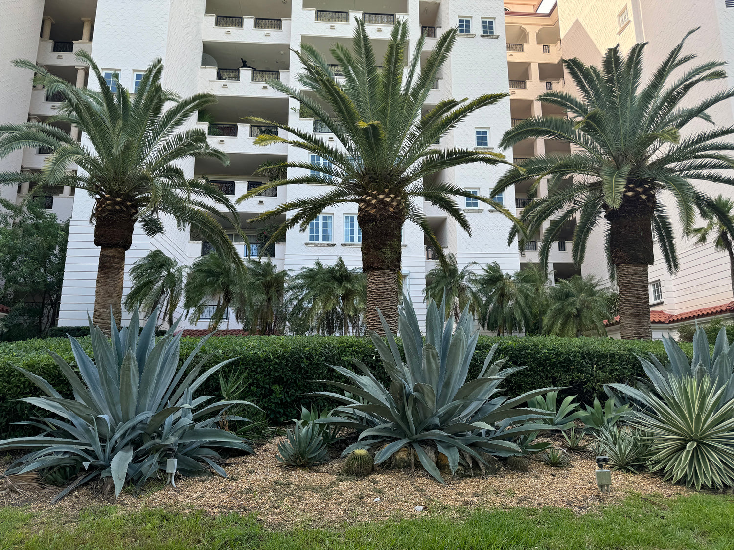 Canary Island Date Palm, Phoenix Canariensis, Pineapple Palm