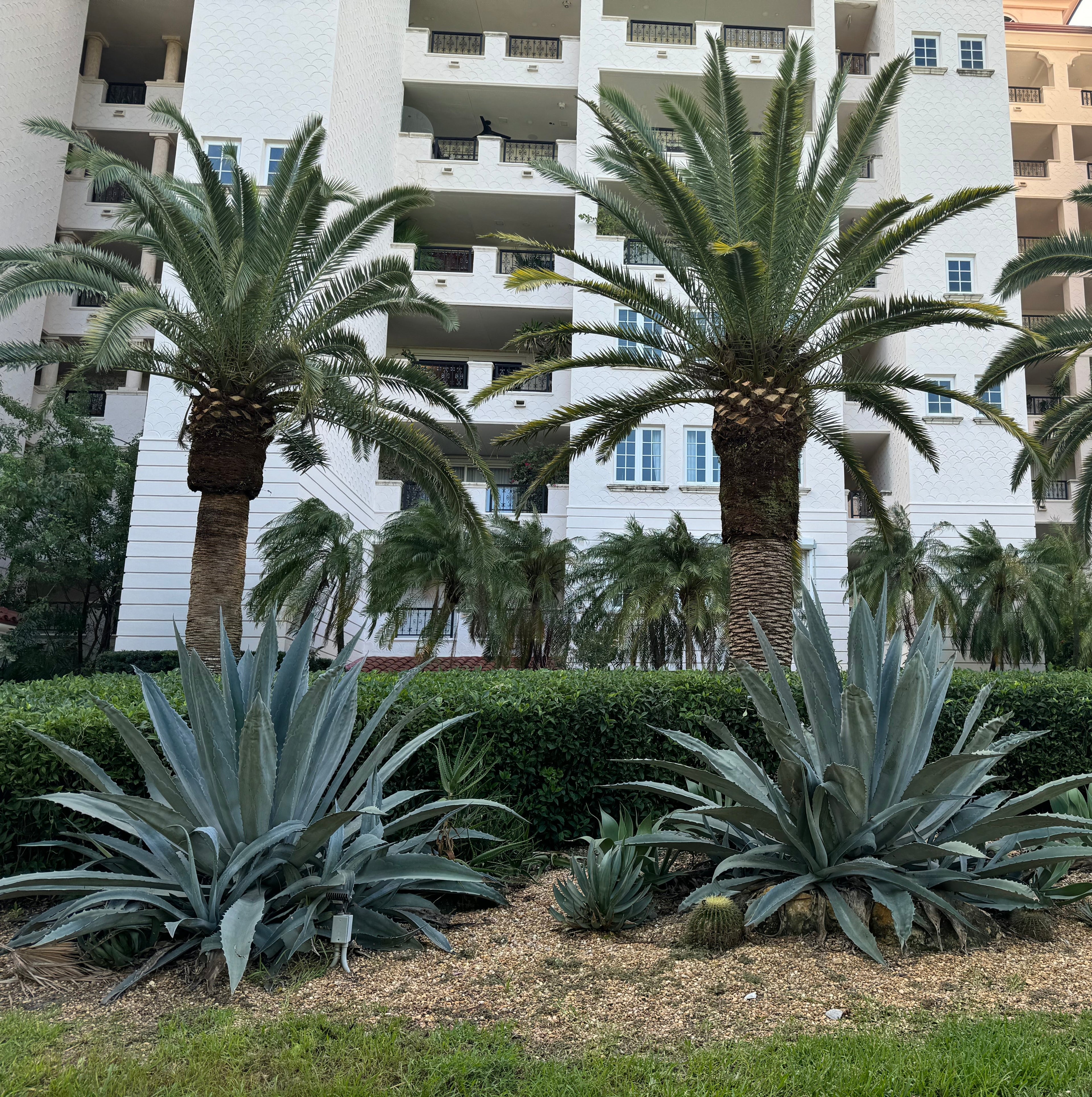 full grown Canary Island Date Palm, Phoenix Canariensis, Pineapple Palm in fron of large building