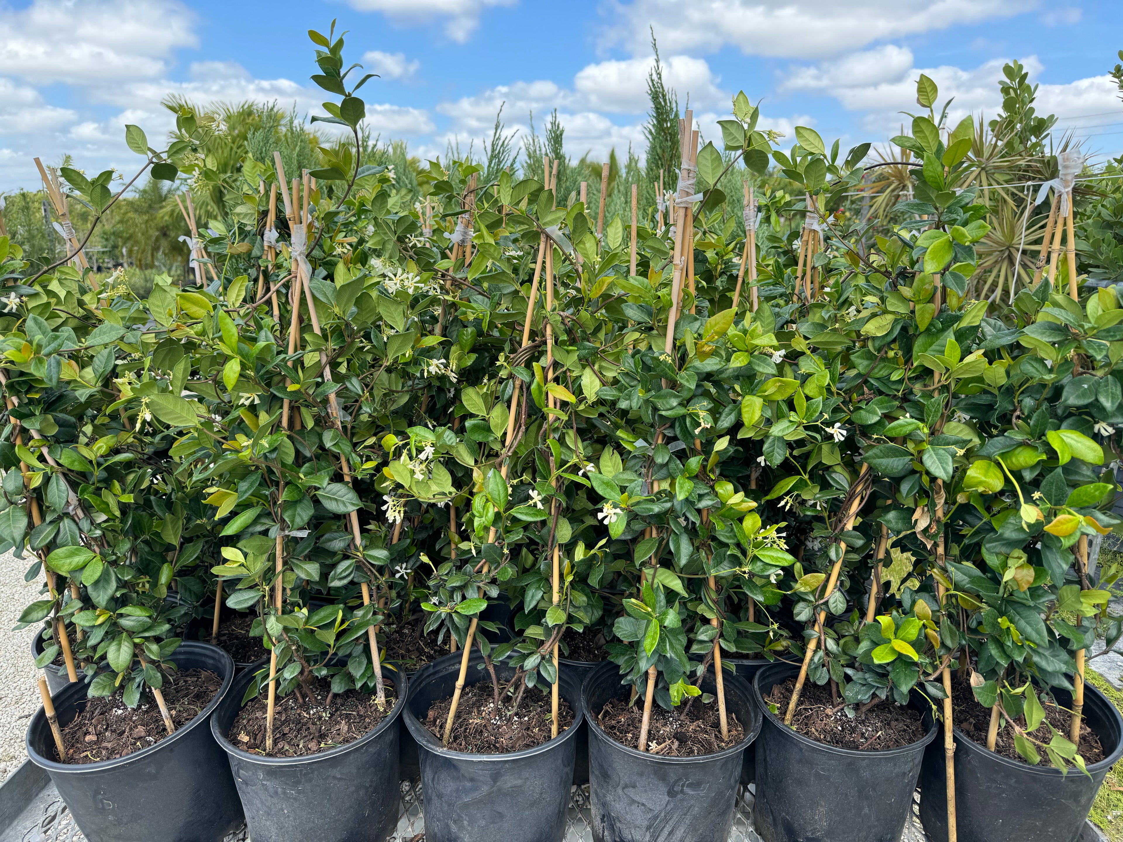 Jasmine Confederate, Vining Plant in Trellis