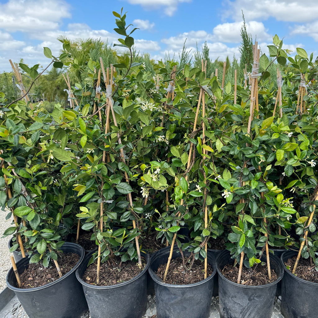 Jasmine Confederate, Vining Plant in Trellis