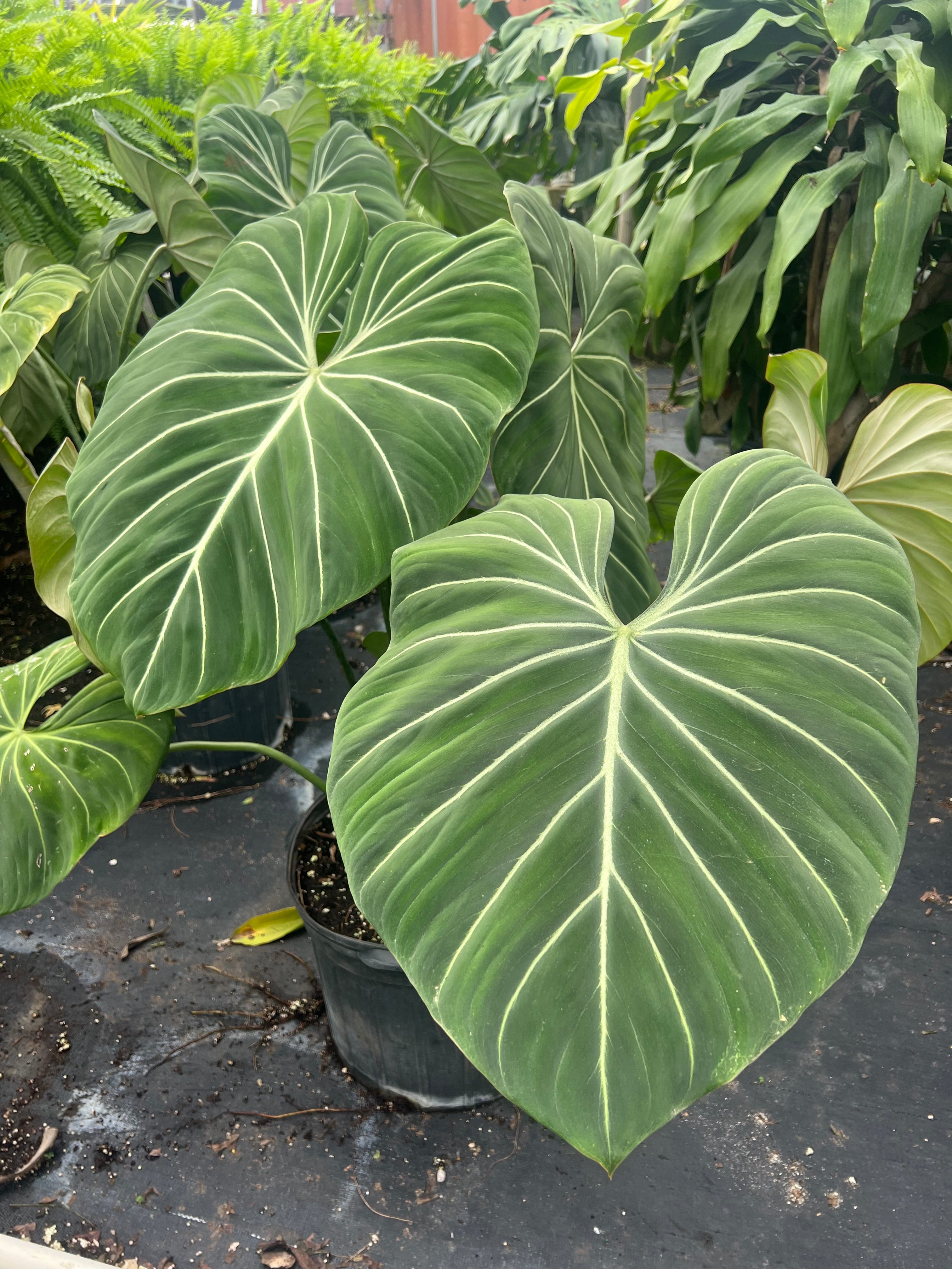 leaves of Philodendron Gloriosum