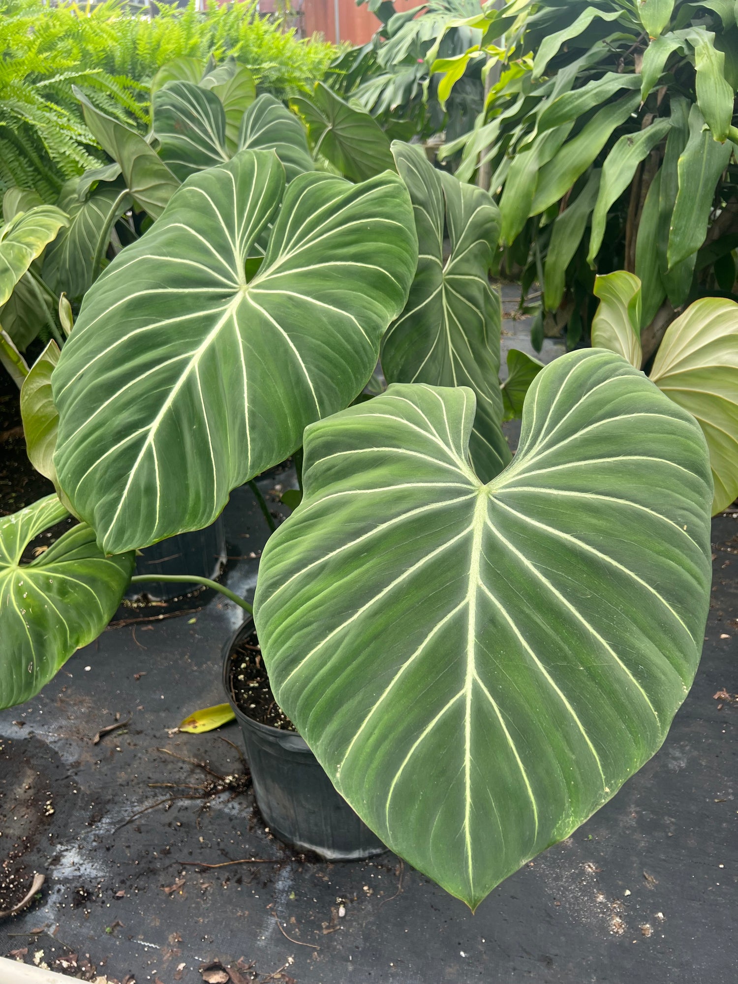 leaves of Philodendron Gloriosum