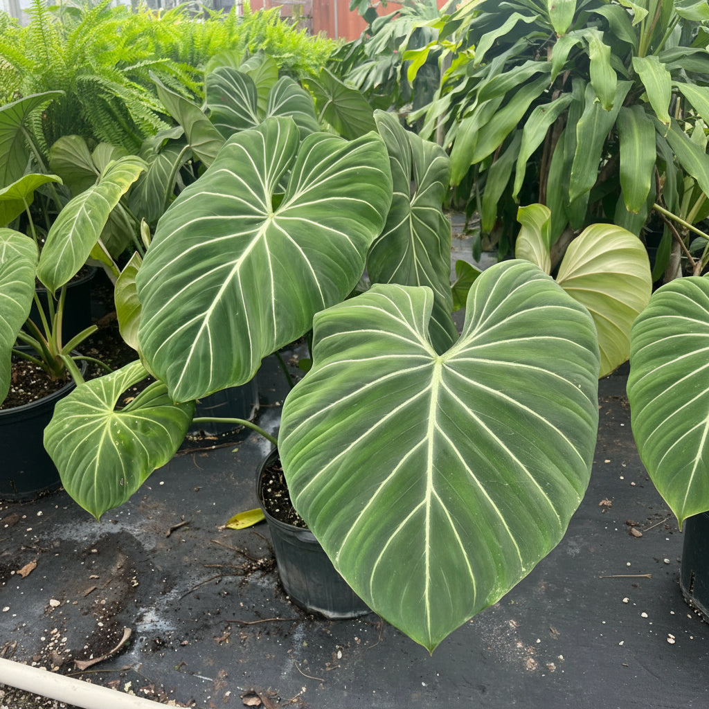 leaves of Philodendron Gloriosum