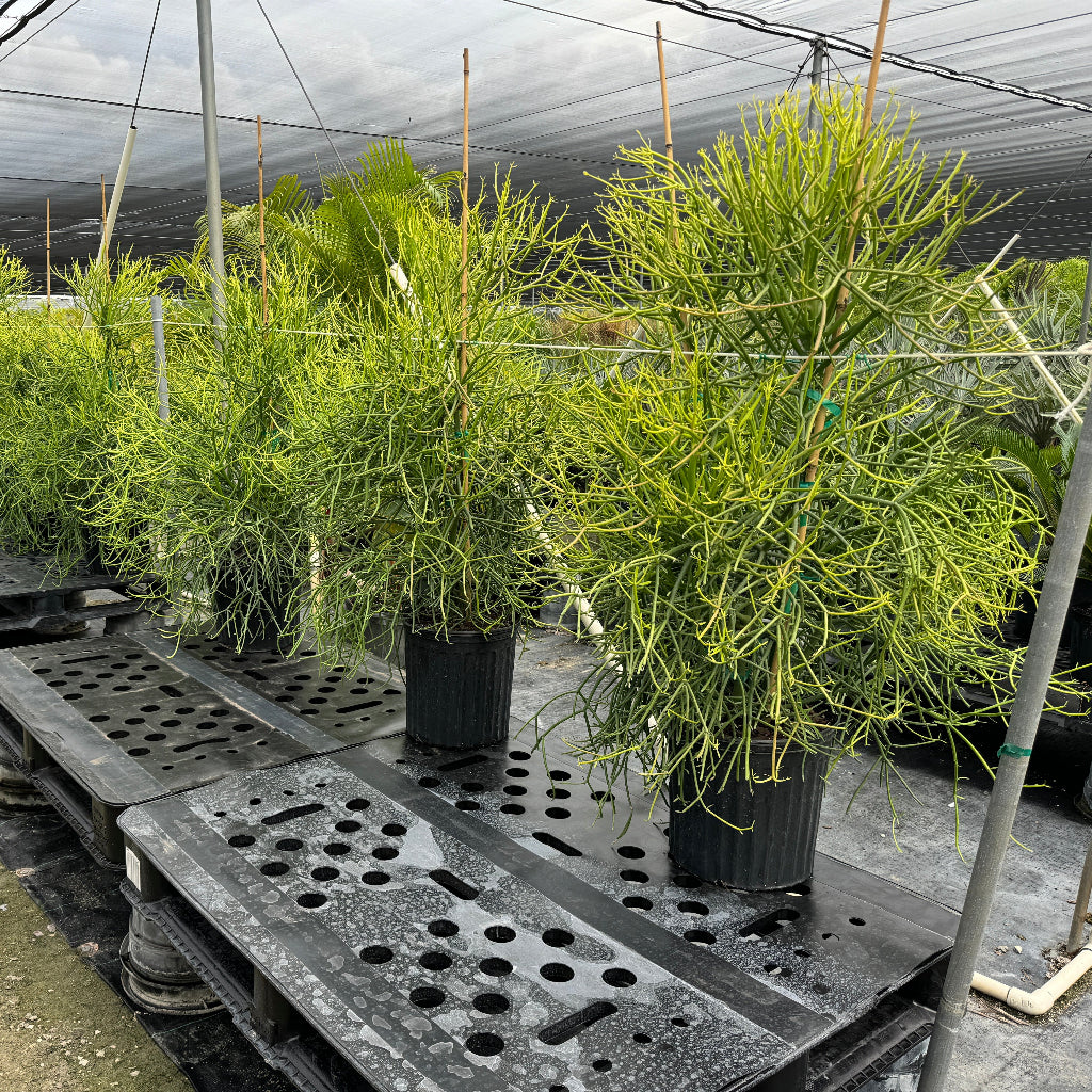 Euphorbia Pencil Tree Cactus, Milk Bush, Sticks of Fire in a 5gal pot