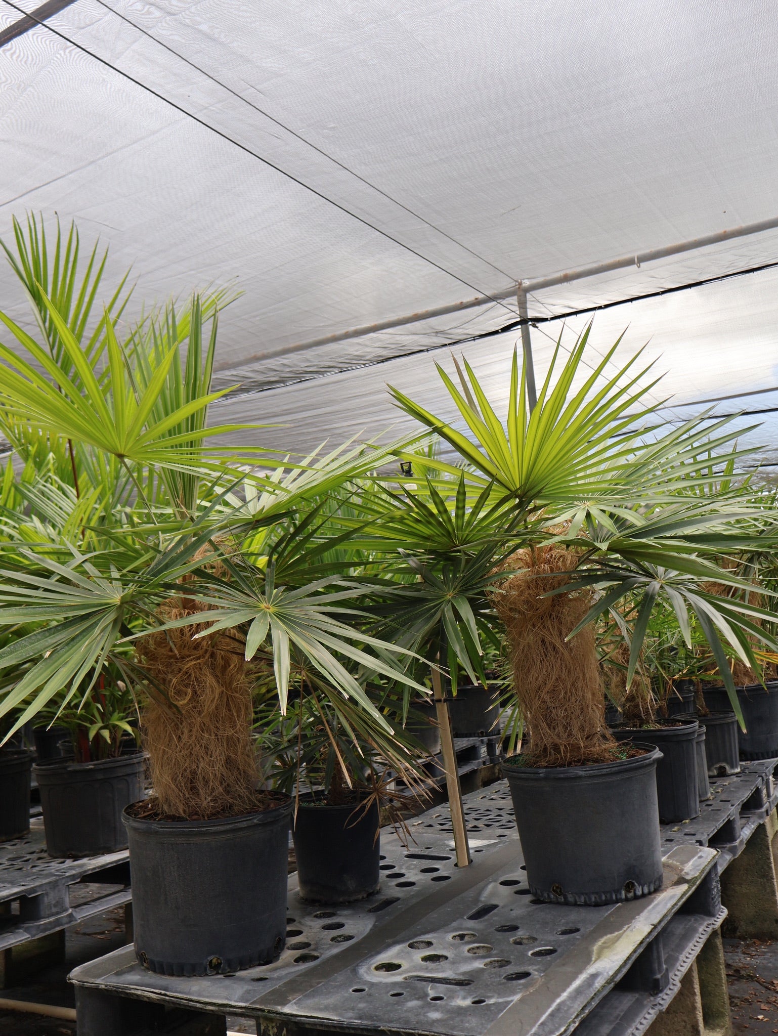 Old Man Palm, Rare and Exotic Palma Petate