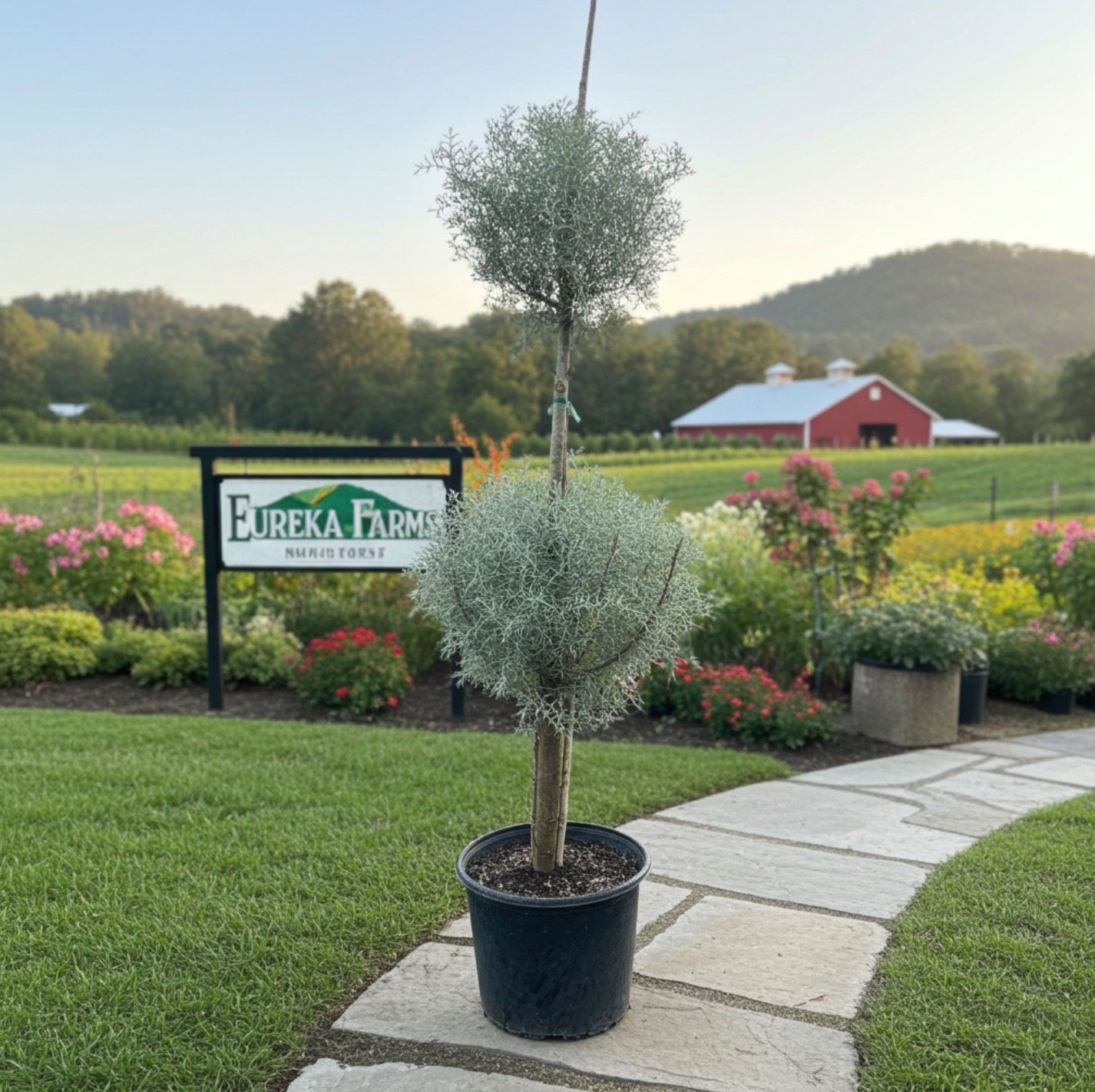 Topiary 2-Ball Carolina Sapphire
