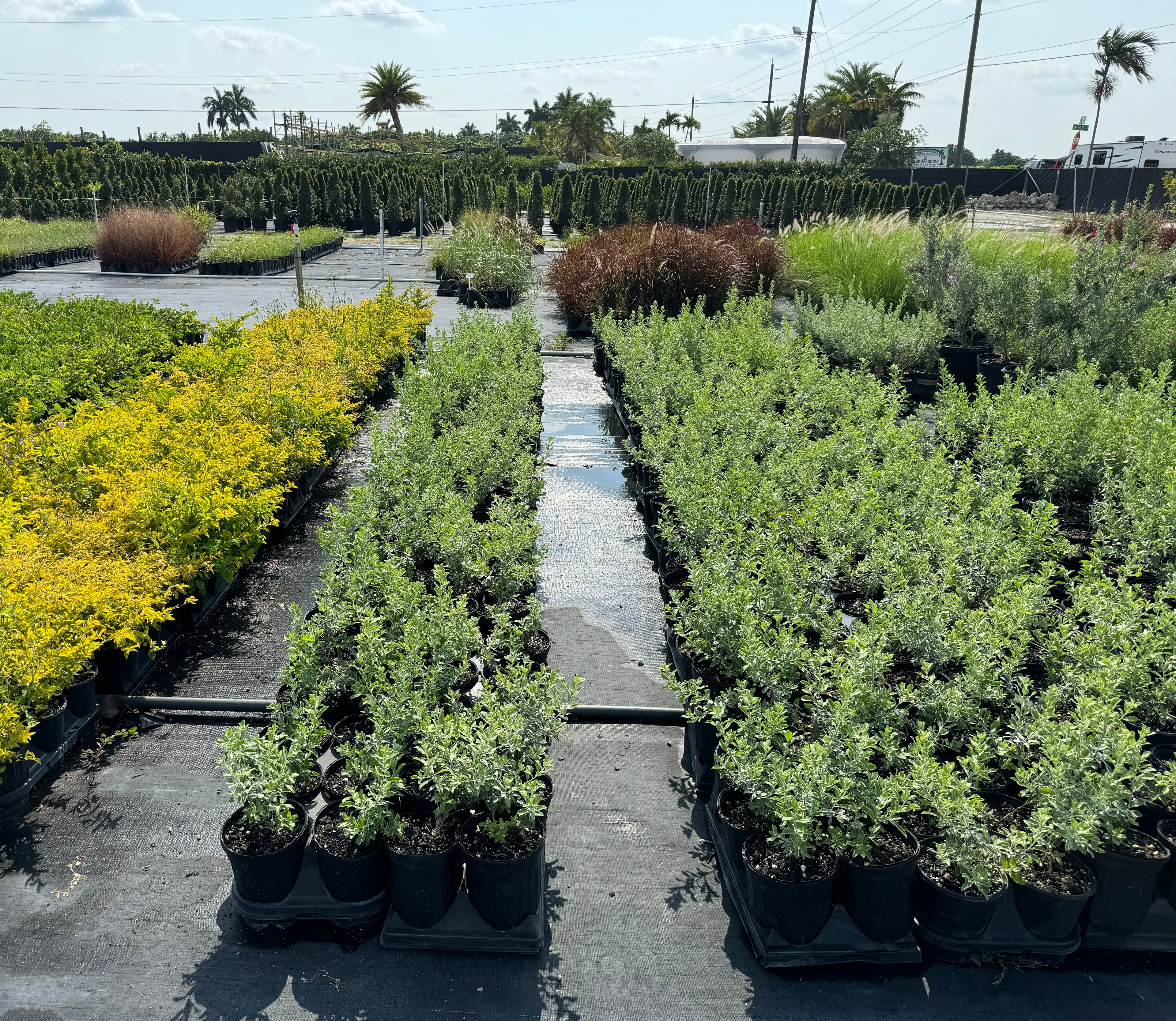 Texas Sage, Silverleaf Purple Sage