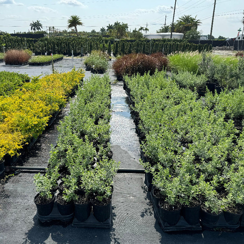 A young potted Tree Form Texas Sage featuring a slender trunk and a canopy of silvery-green foliage, growing in a 2-gallon nursery po