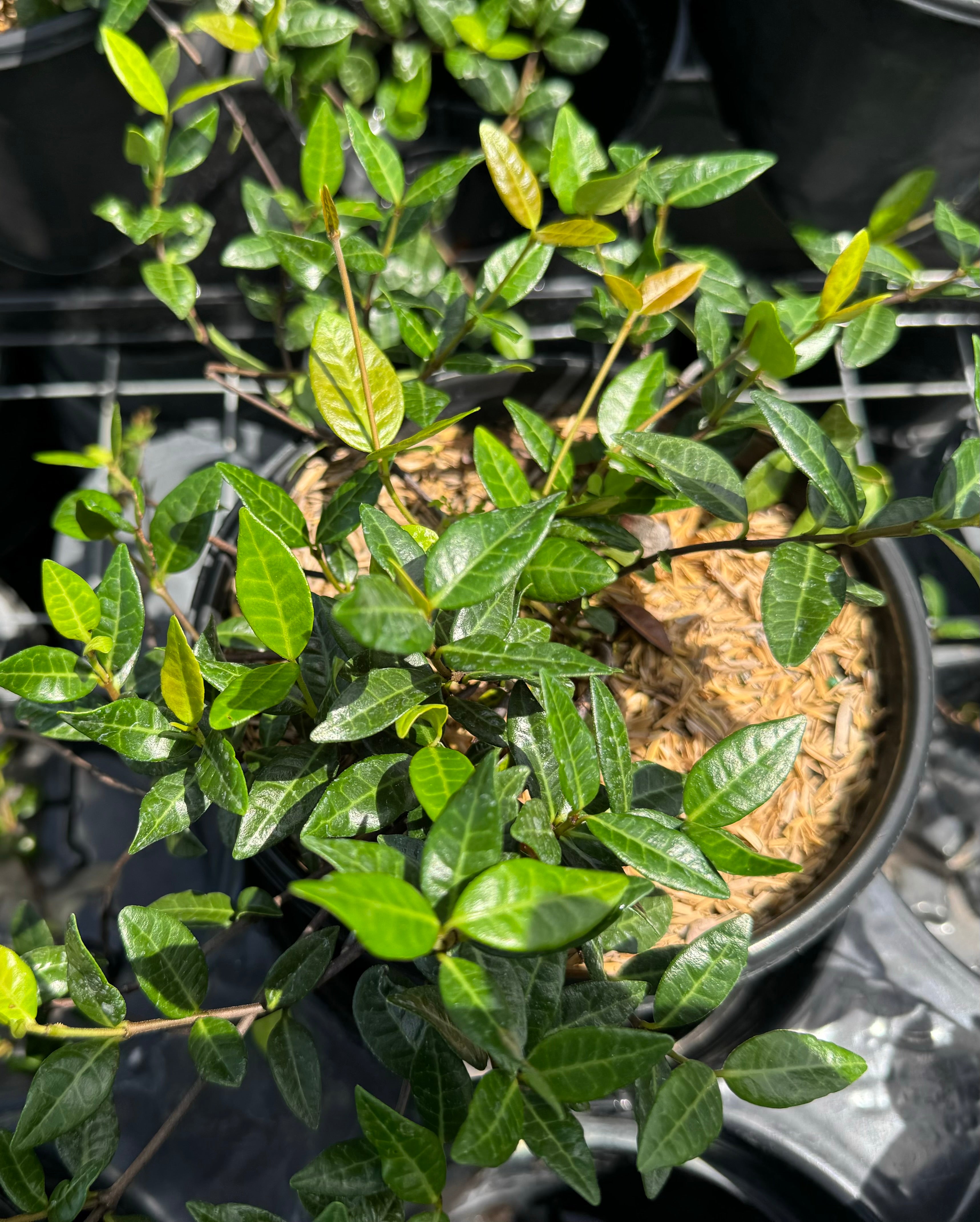close view of Jasmine Asiatic Minima