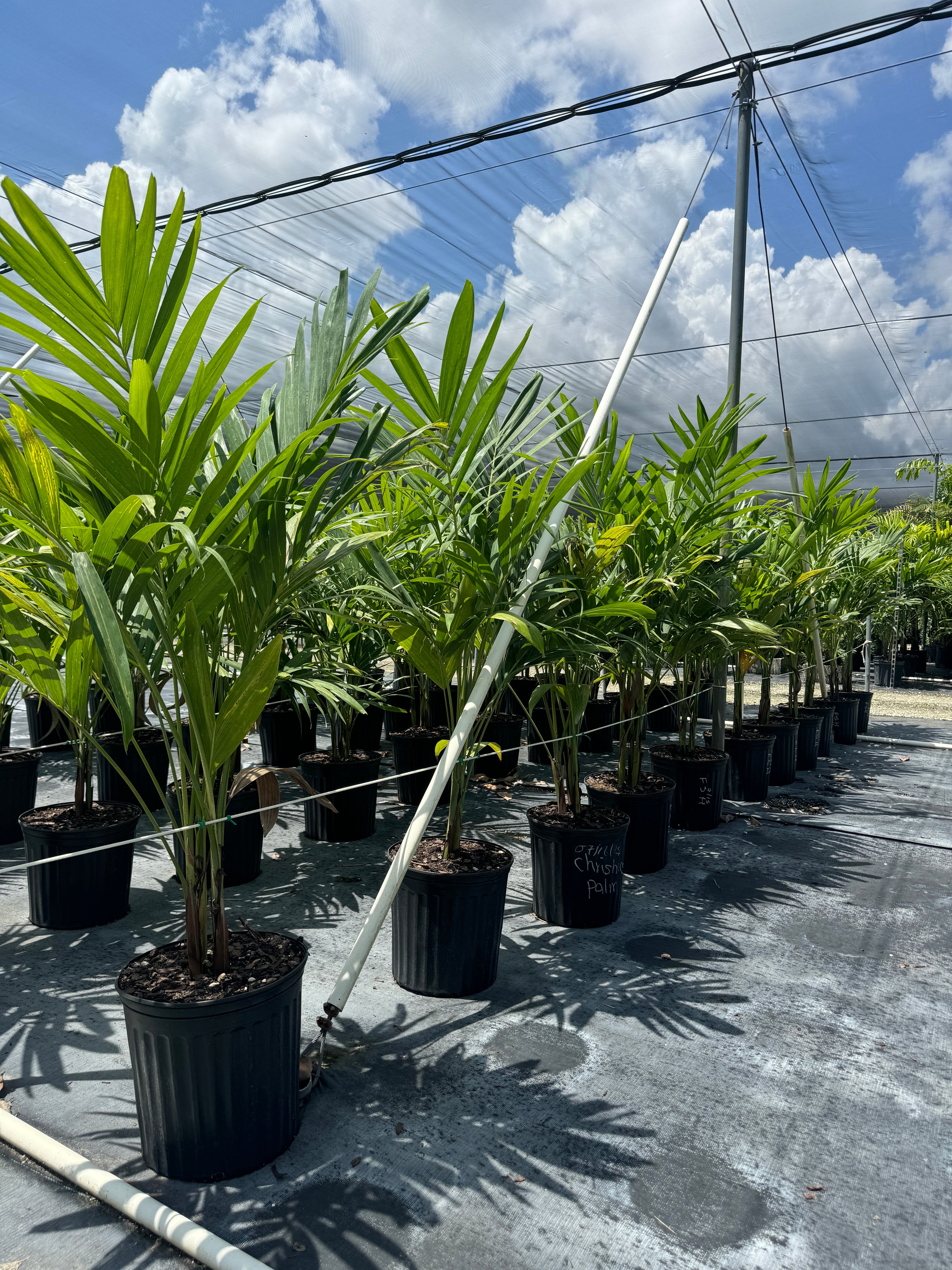 Christmas Palm Triple, Veitchia merrillii, Adonidia Merrillii