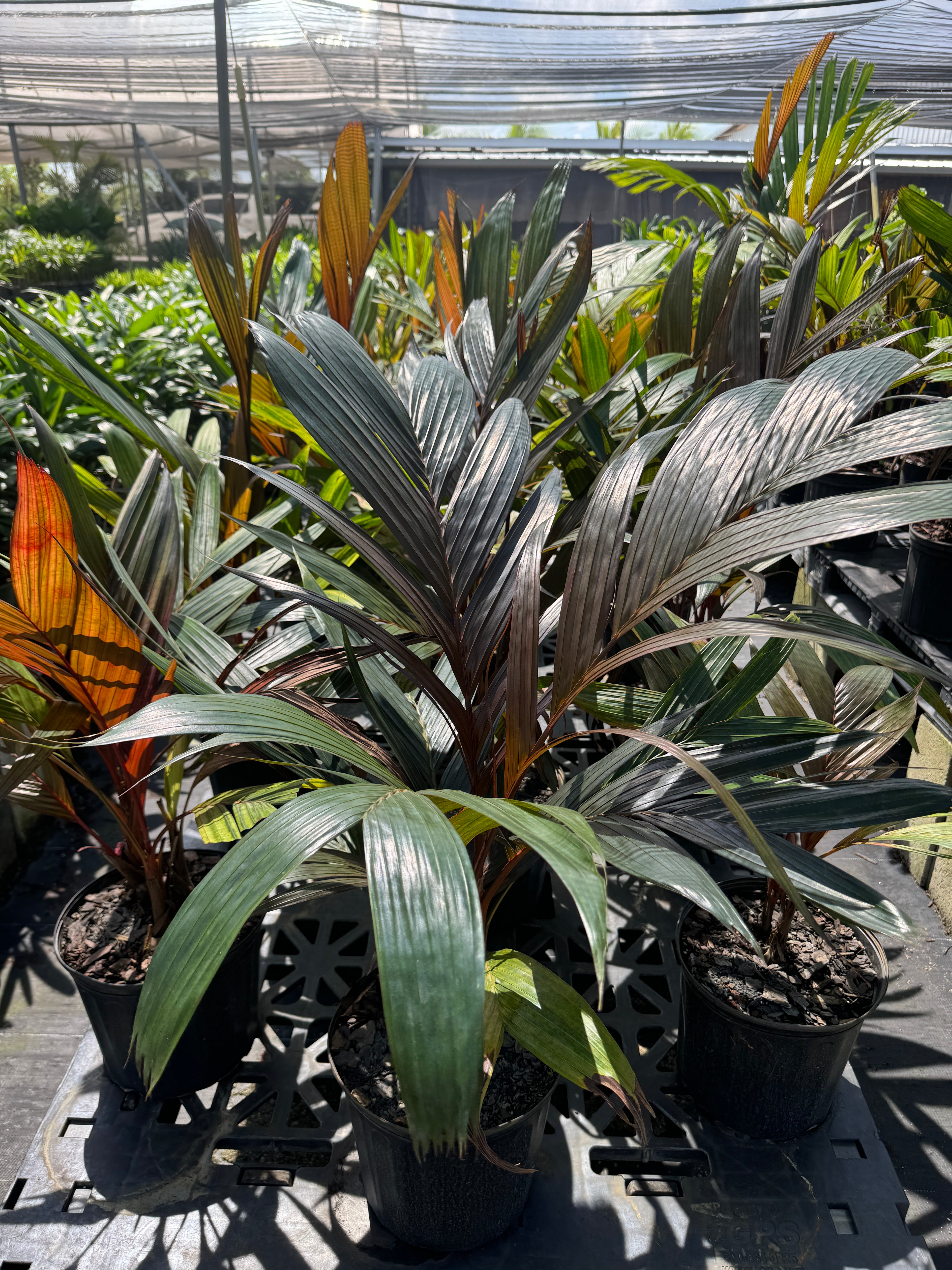 Areca Vestiaria, Red Crownshaft Palm, Rare and Exotic