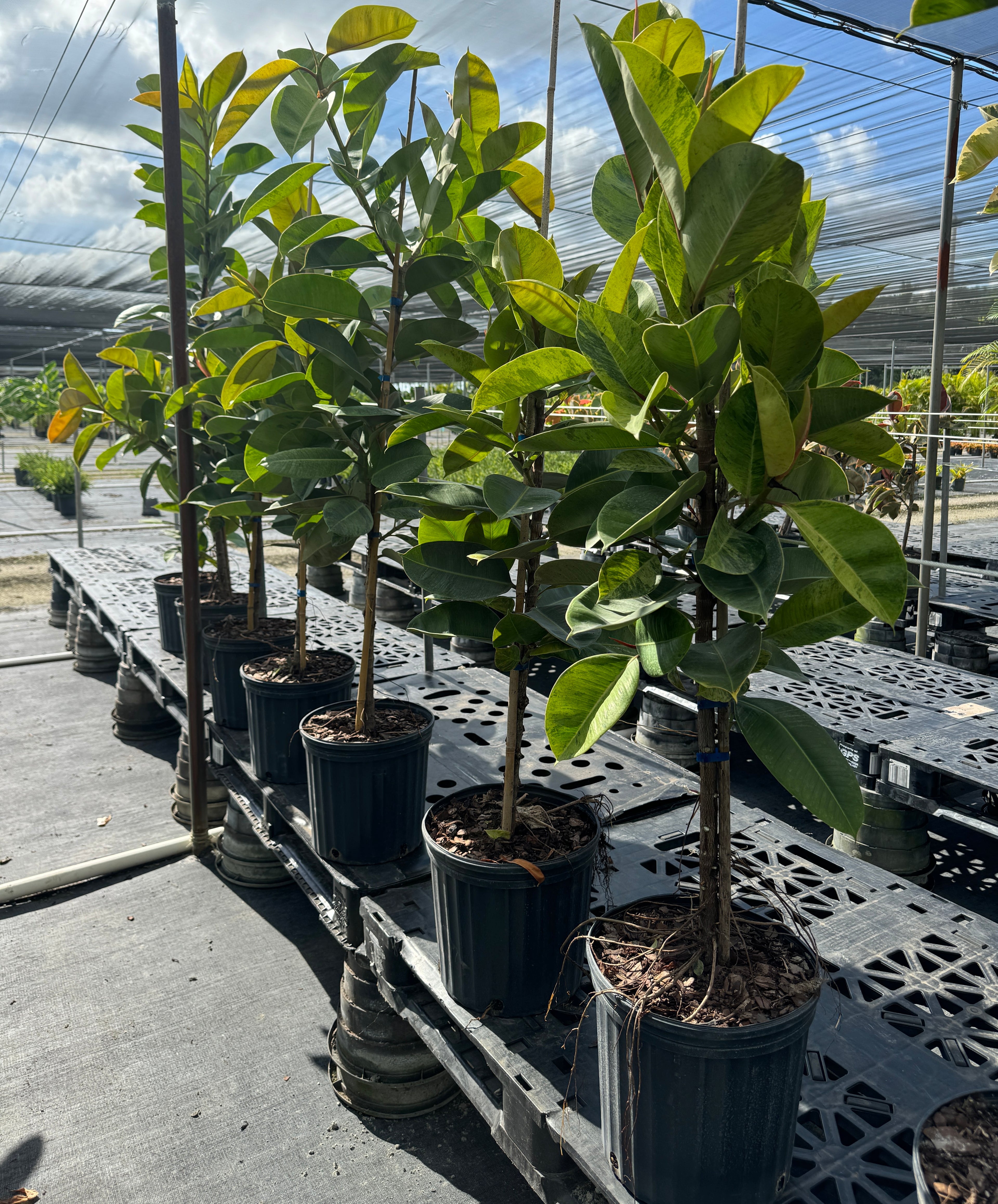 Ficus Shivereana Tree Form Single Stem, Moonshine Ficus