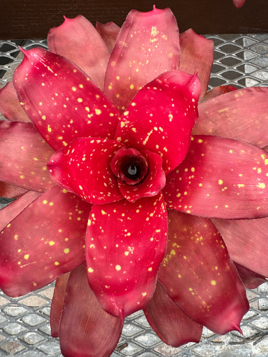 Close up of Bromeliad Neoregelia Treasure Chest.