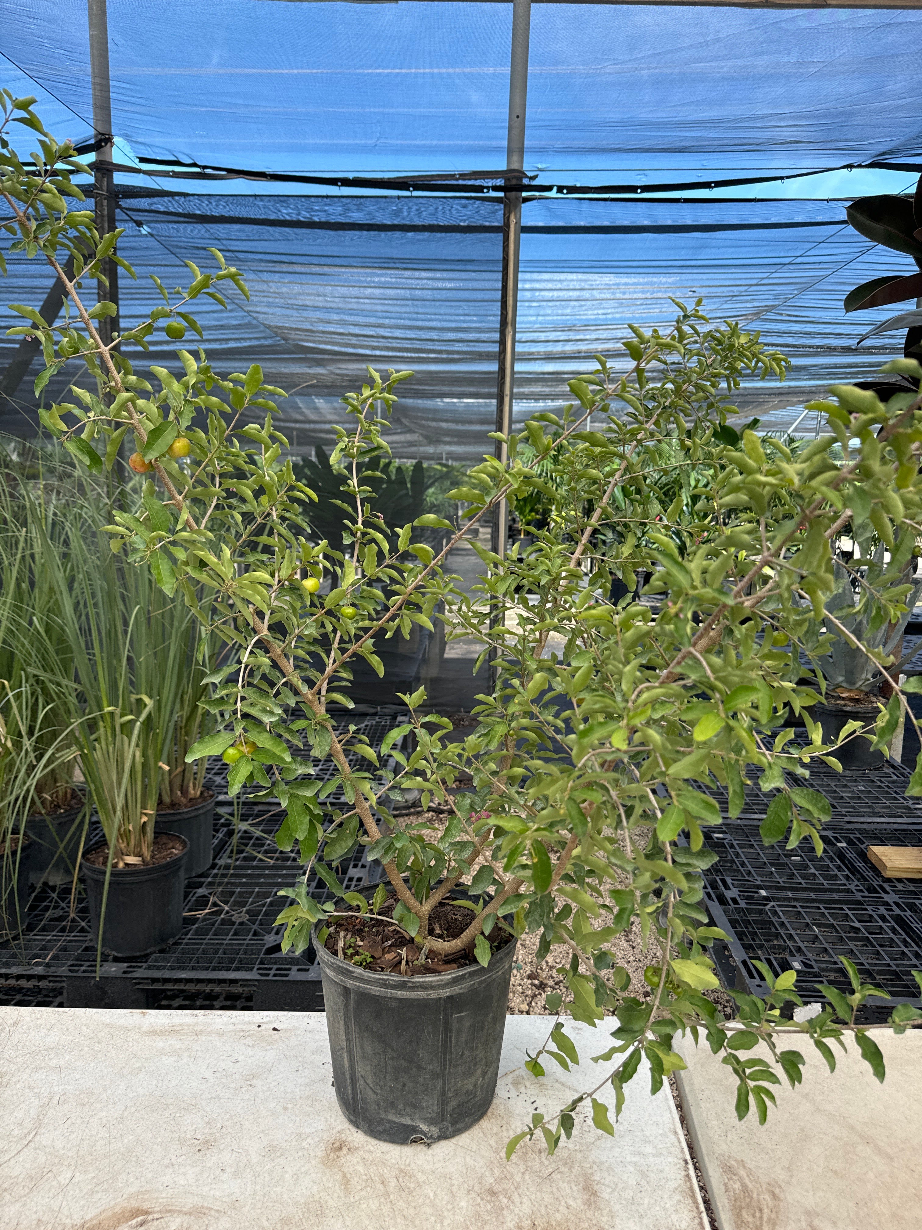 Strawberry Tree, Jamaican Cherry Fruit Tree