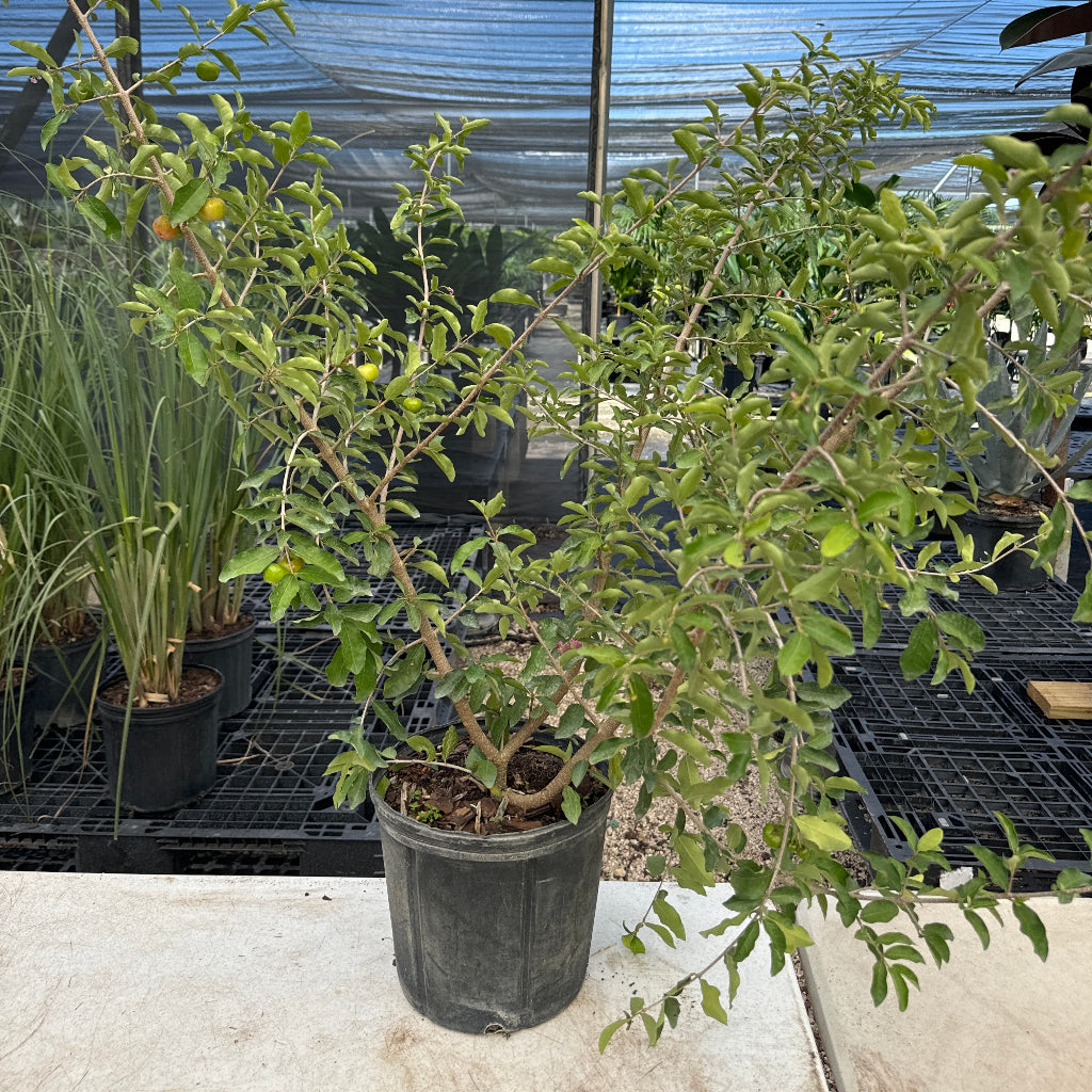 Potted Barbados Acerola Cherry tree with abundant green foliage and small yellow fruits