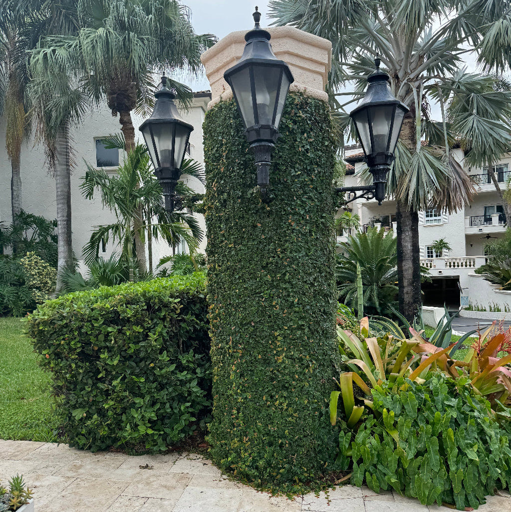 Ficus Pumila, Creeping Fig Ivy