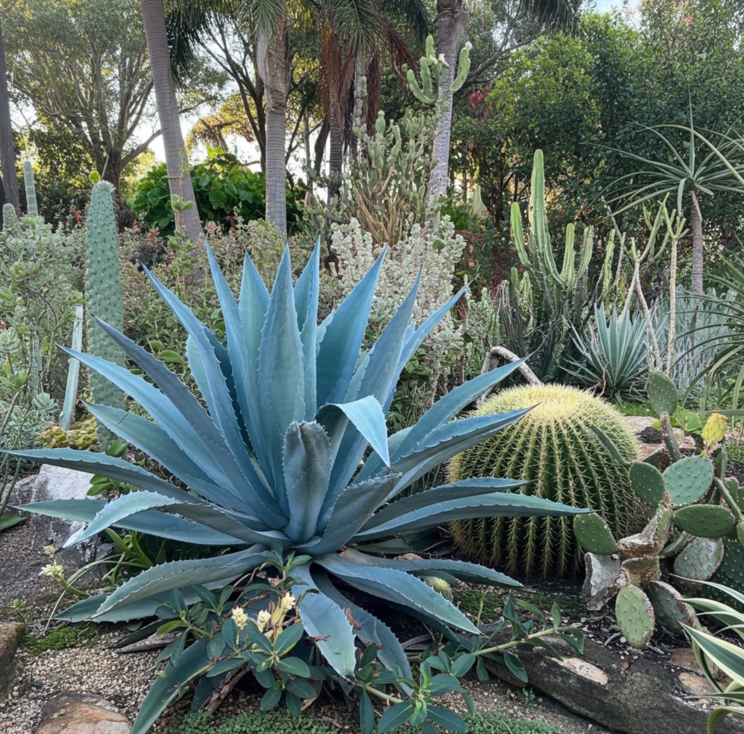 agave americana succulent Agave American Blue Century Plant, Agave Americana