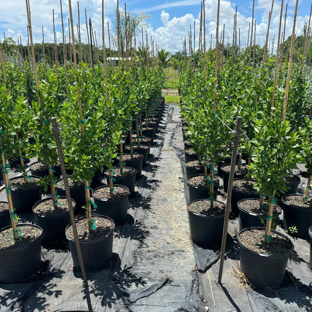 Green Buttonwood, Conocarpus Erectus, in nursery pot 5gal