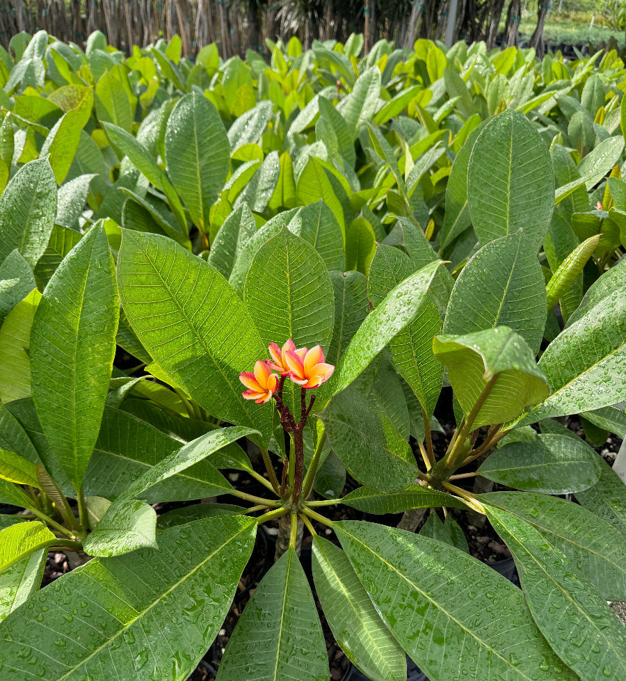 Young Plumeria Rubra Pink-Yellow Orchid Flowering Tree in a 1 gallon black nursery pot, featuring a developing stem and a canopy of lush, elongated green leaves centered around an emerging cluster of vibrant pink-yellow blooms, standing on black landscaping fabric within an outdoor nursery setting, showcasing its early growth and beautiful tropical floral display.