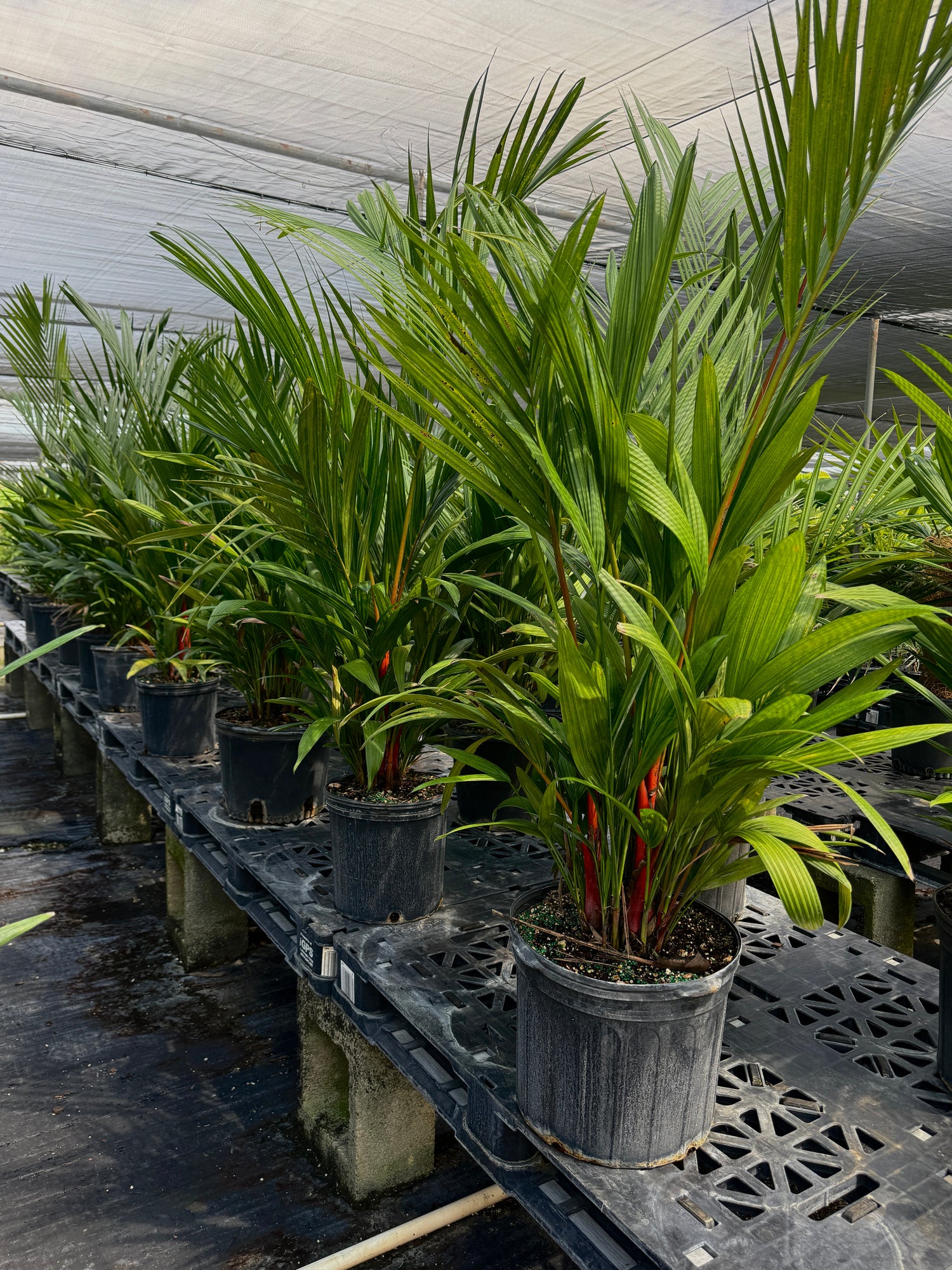 Lipstick Palm Red Sealing Wax Palm, Cyrtostachys Renda