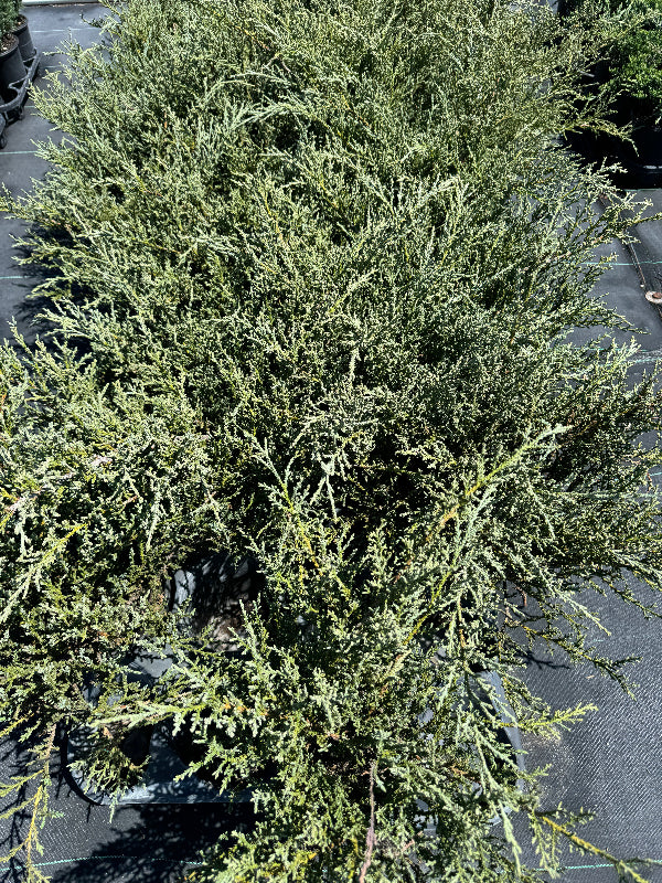 Juniper Shrubs