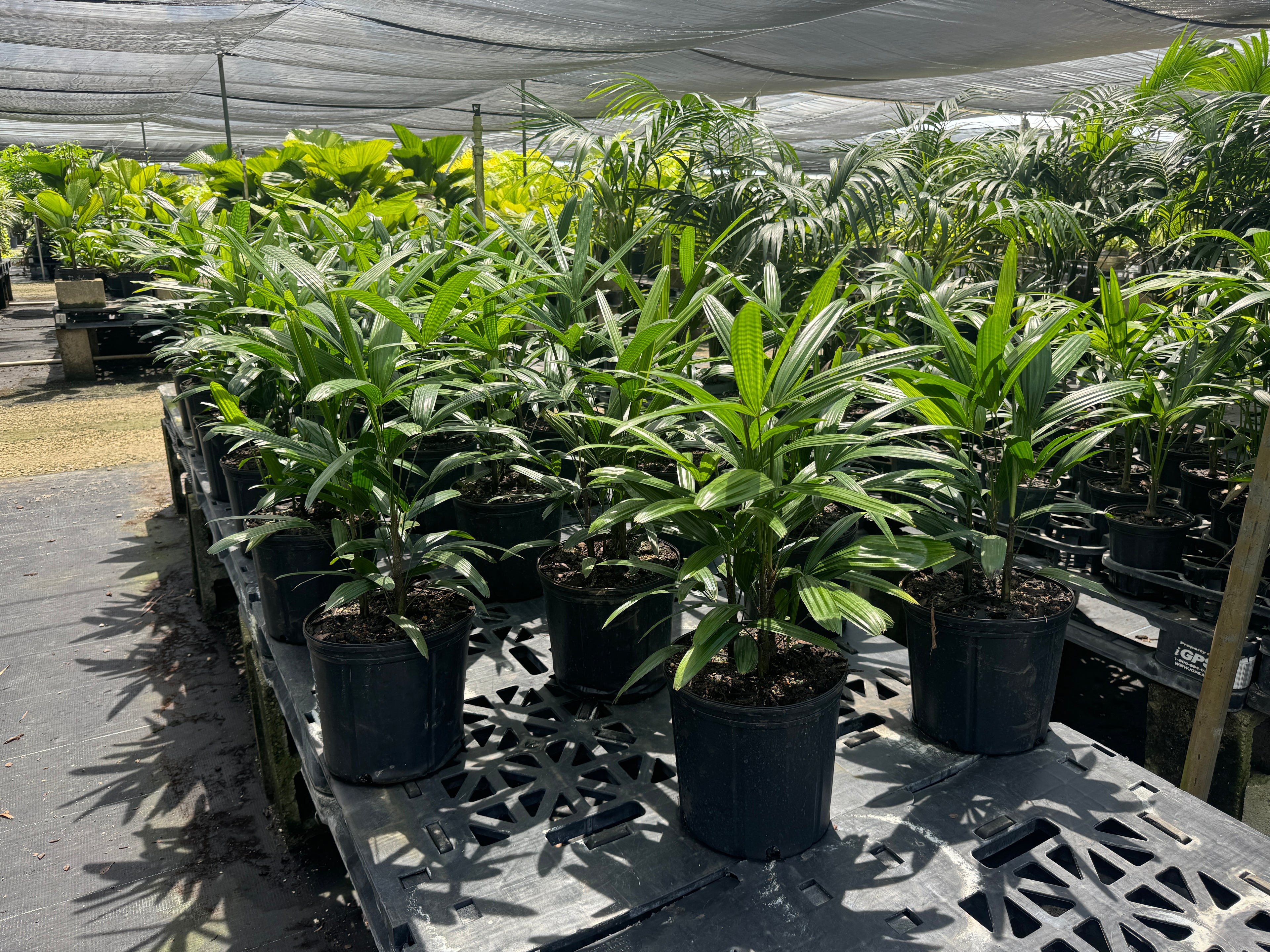 Lady Palm, Rhapis Excelsa, Indoor Queen Palm