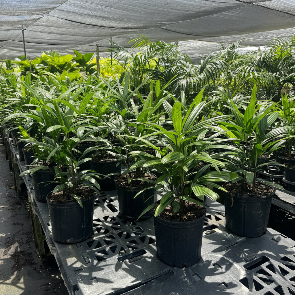 Lady Palm, Rhapis Excelsa, Indoor Queen Palm in black grower pots with dense, dark green broadleaf fronds, ideal for an elegant houseplant collection or sun-drenched patio.