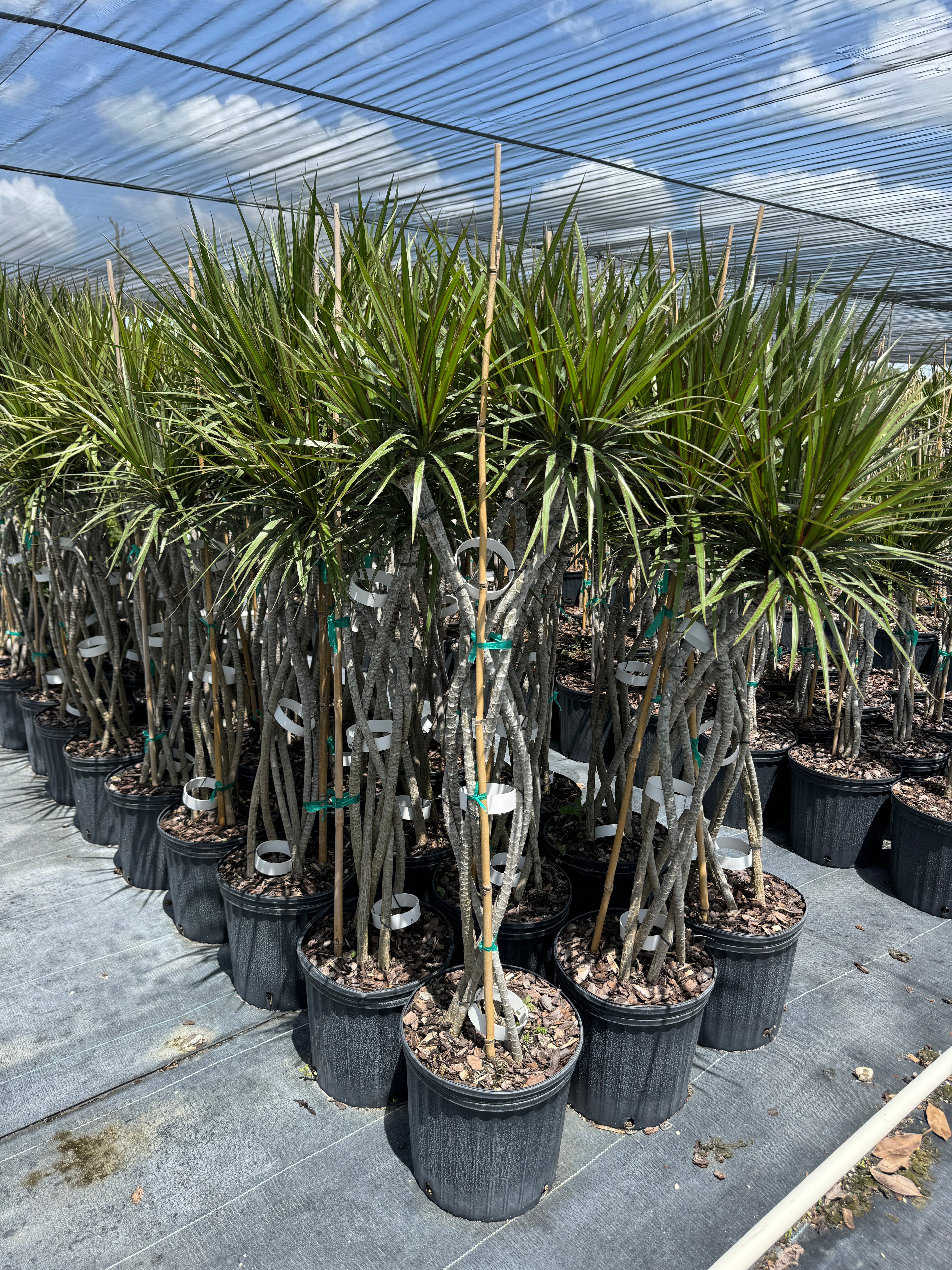 Dracaena Open Braided Bicolor, Dragon Tree Open Braid Trunk