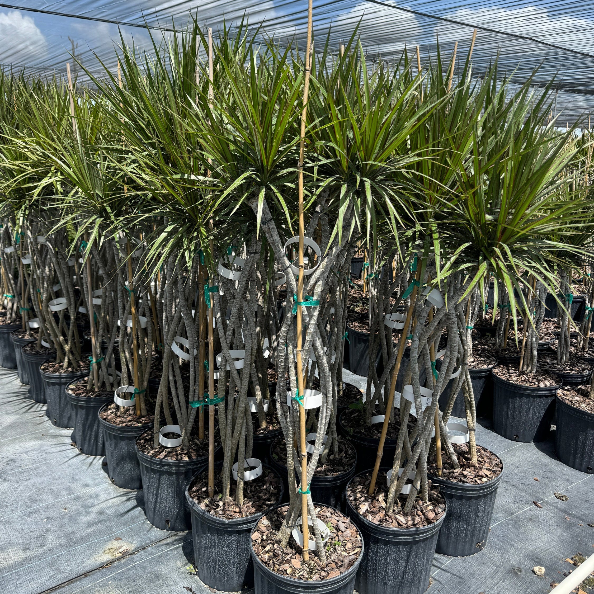 Mature Dracaena Open Braided Bicolor, Dragon Tree Open Braid Trunk in a 5-gallon nursery pot for indoor or outdoor use to amplify a sunroom or tropical patio landscape.