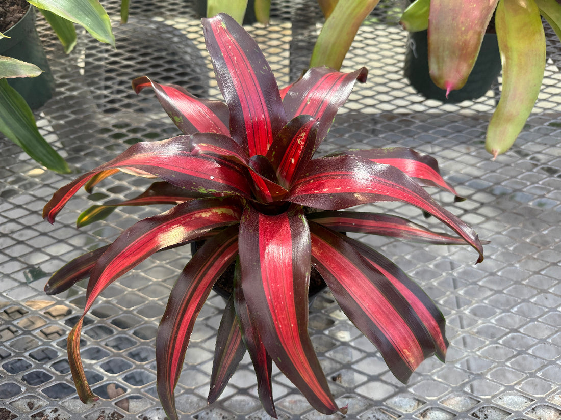 Top-down view of a Bromeliad Neoregelia Pimiento Peppermint plant