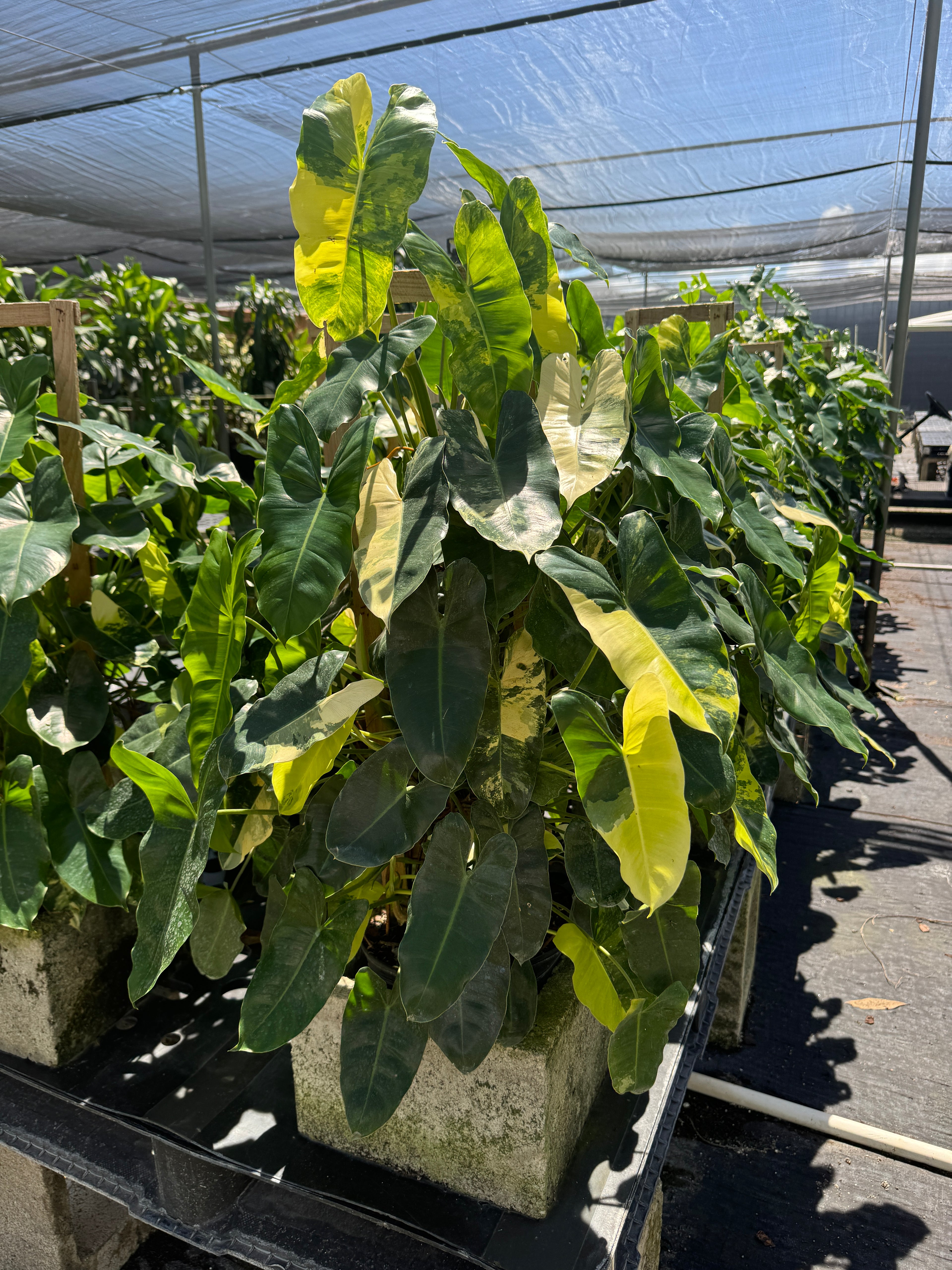Philodendron Burle Marx Variegated