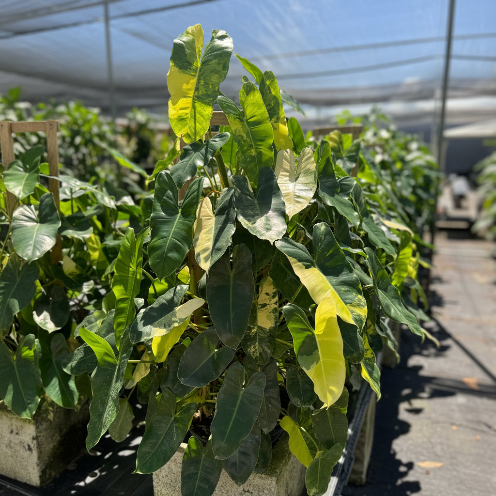 Close-up of a Philodendron Burle Marx Variegated plant, highlighting the detailed texture and vibrant cream-and-green variegated