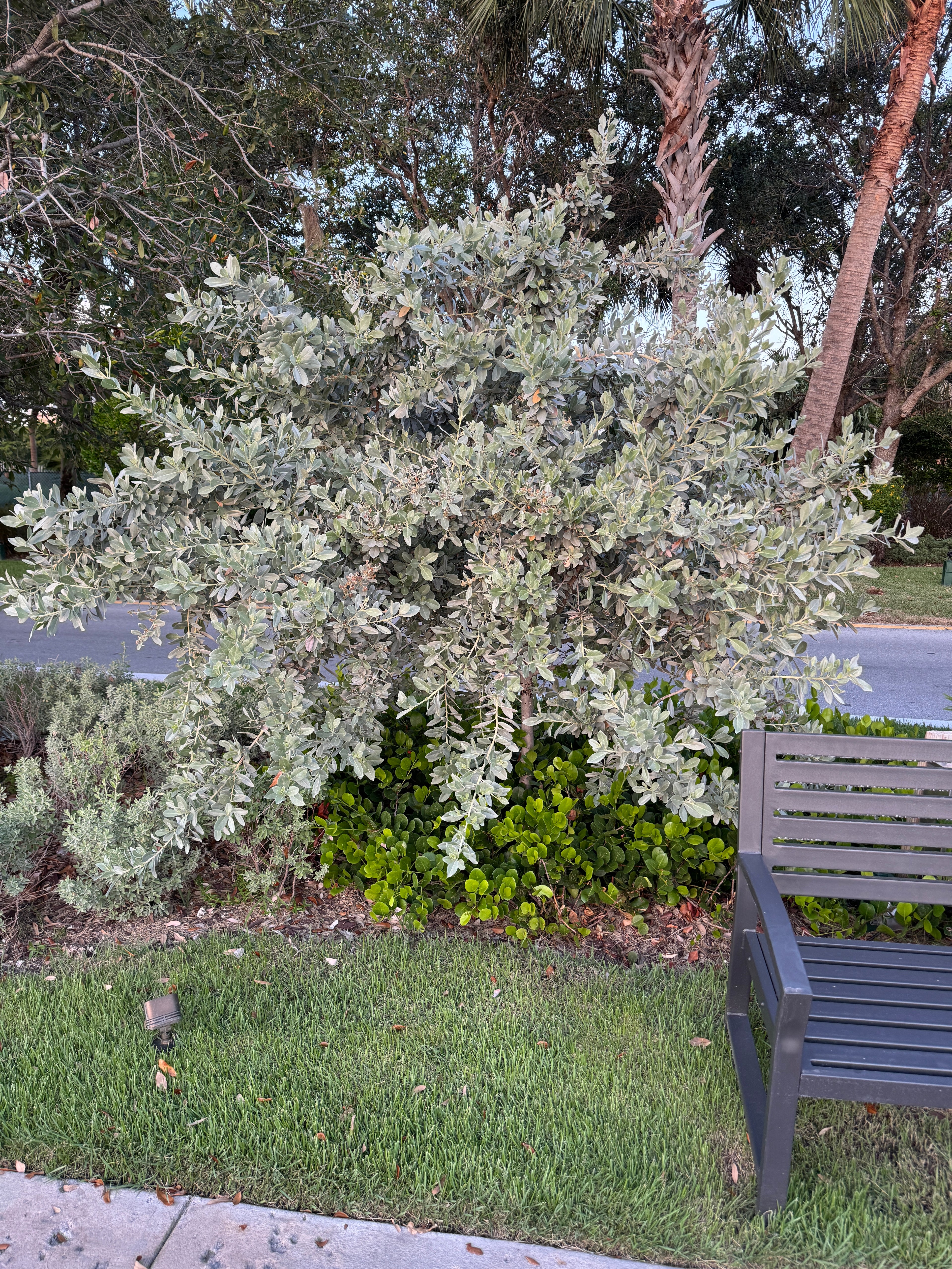 Silver Buttonwood Bush Form
