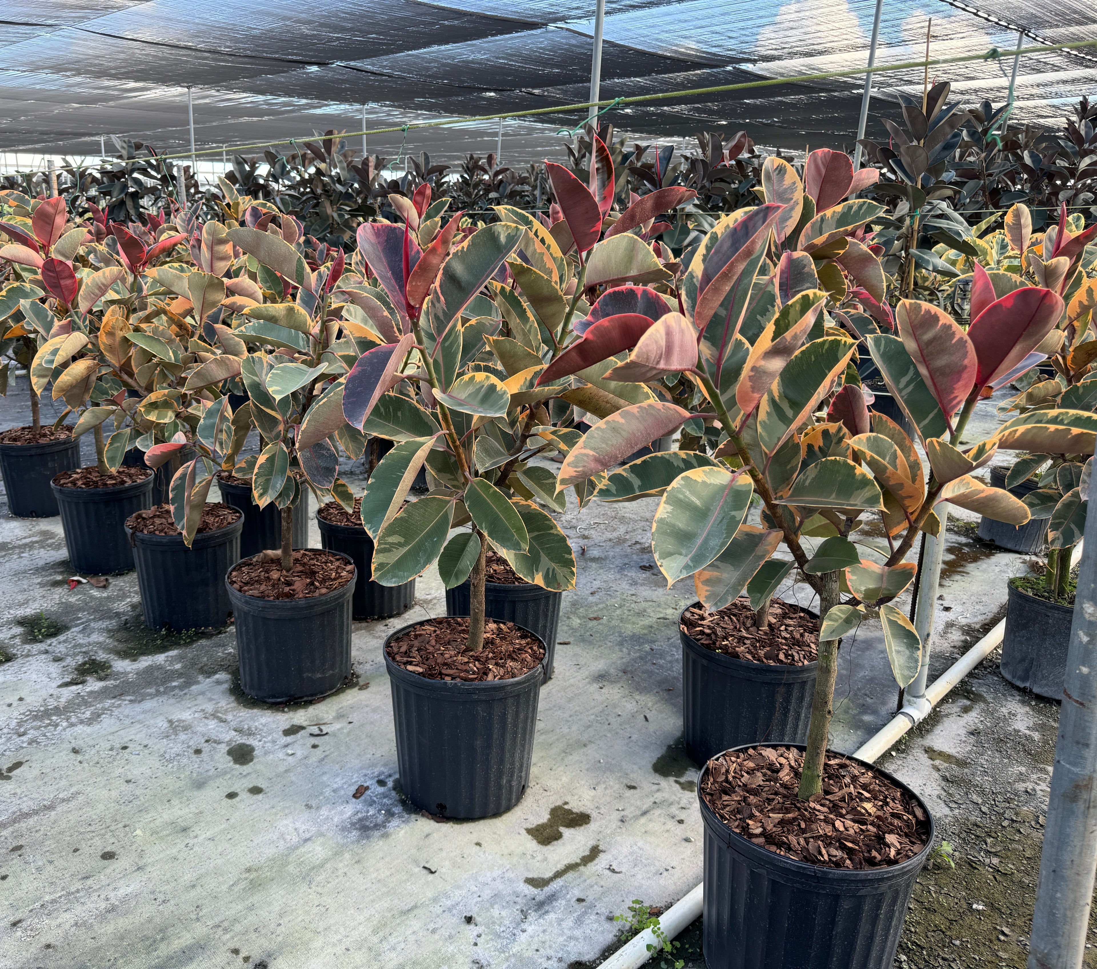 Ficus Ruby Tree Form Multibranch, Rubber Tree Live Plant