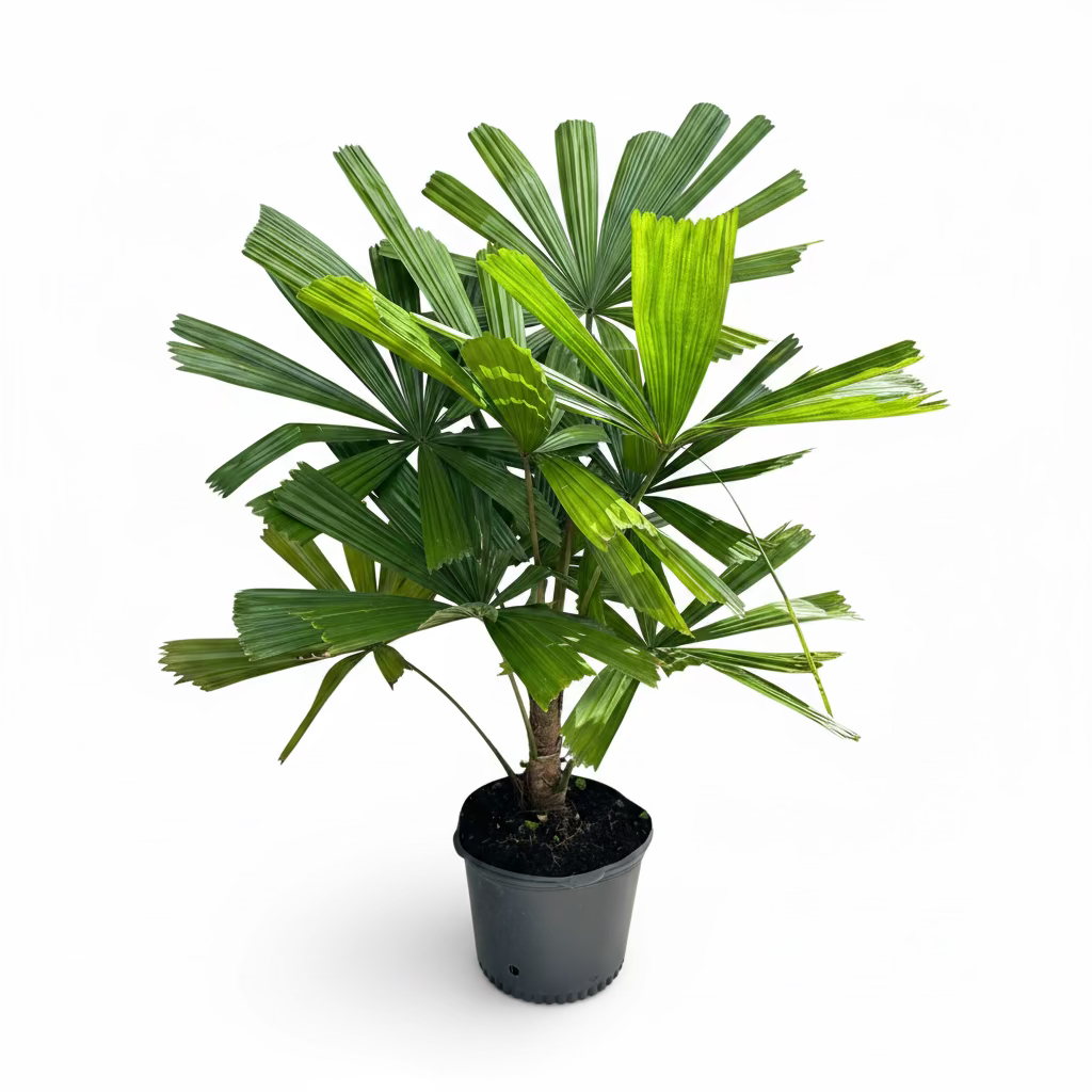 Licuala Ramsayii Palm Tree, Split Leaves in a 5 gallon black grower pot situated outdoors on a sunlit concrete surface, featuring its unique dark-green split fan leaves and striking tropical texture, ideal for creating an elegant and standout statement in your outdoor living space or shaded patio.
