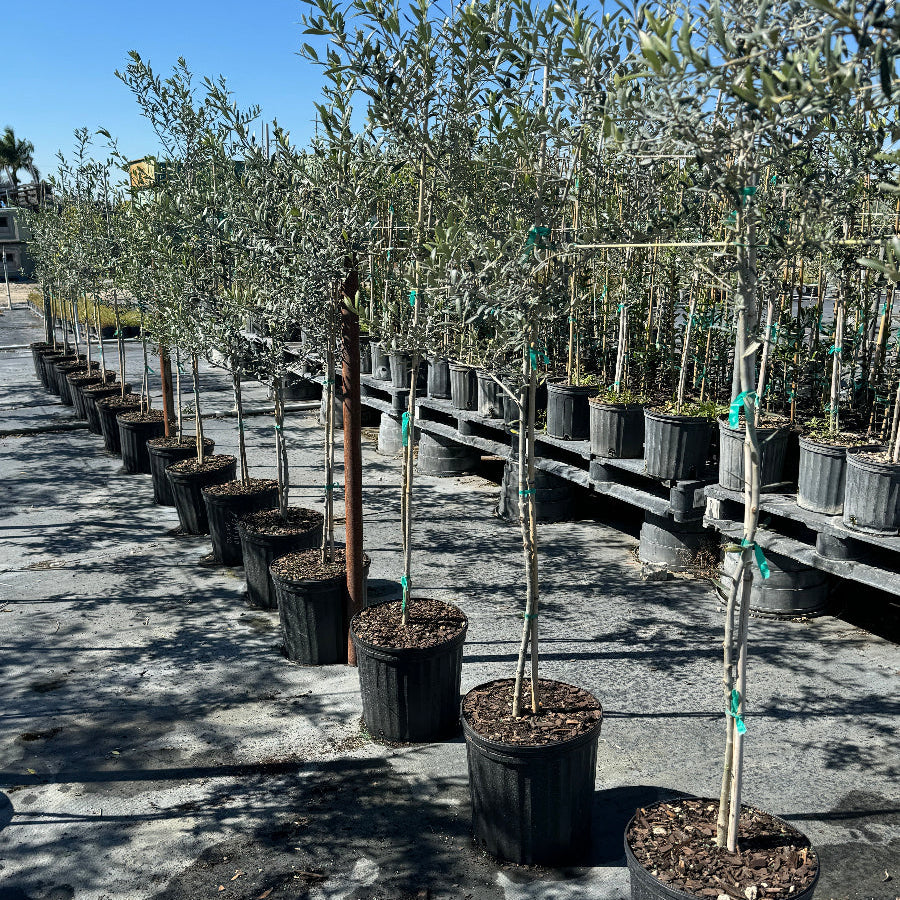 Large olive tree in row of potted trees on a concrete surface with a clear blue sky.