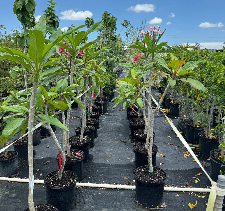 Young Plumeria Rubra Pink-Yellow Orchid Flowering Tree in a 5 gallon black nursery pot, featuring a slender, developing trunk and a canopy of lush, elongated green leaves with emerging blooms, standing in a row on black landscaping fabric within an outdoor nursery field under a bright blue, partly cloudy sky, showcasing its steady growth and cultivation.