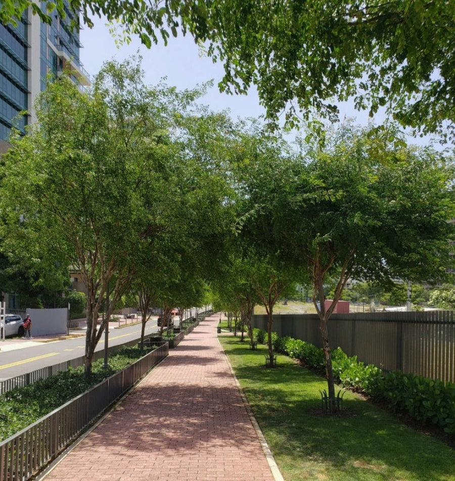 A street view of a paved pedestrian walkway lined with mature Caesalpinia granadillo (Bridalveil) trees